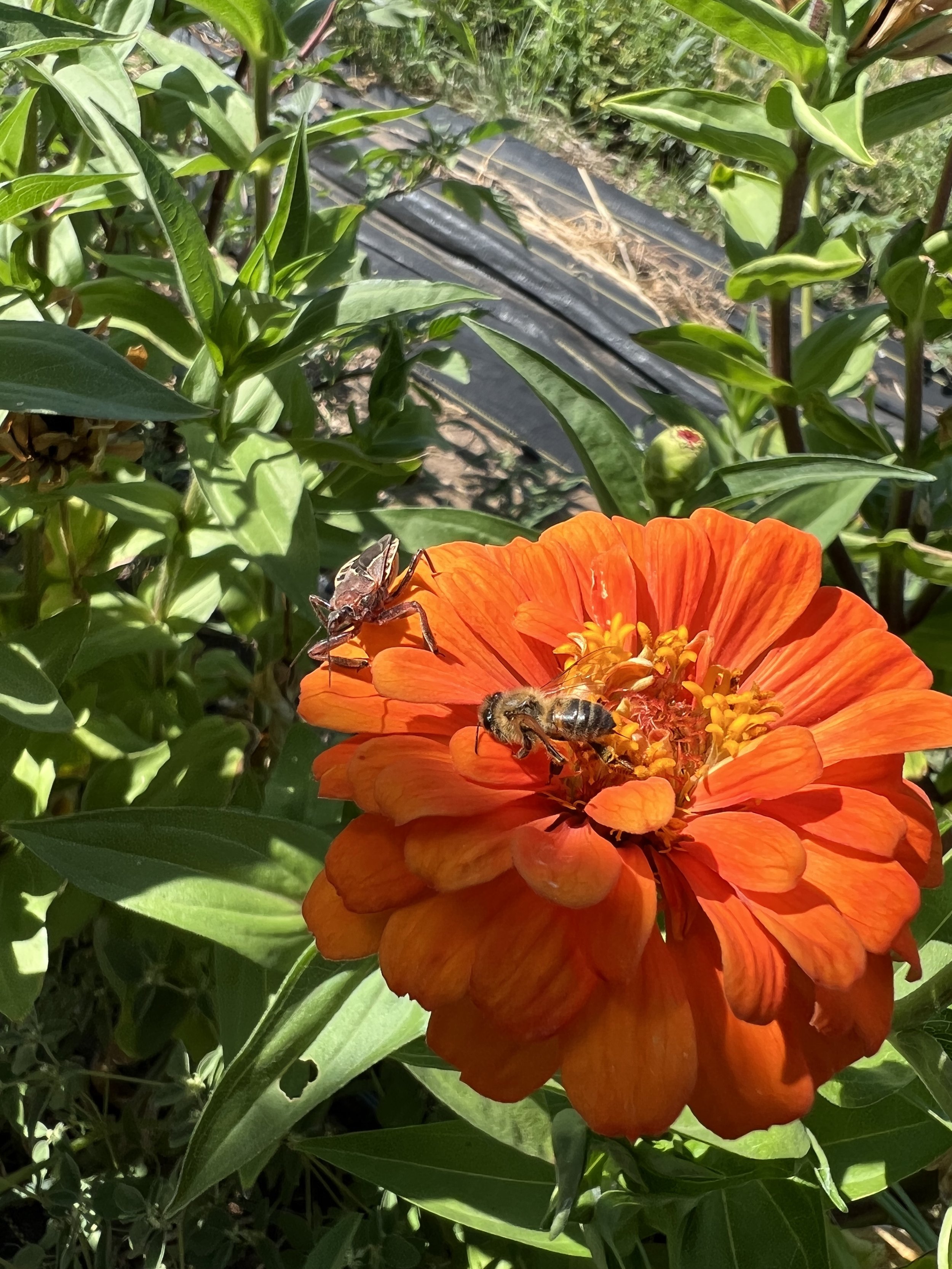 IMG_1049.jpeg
