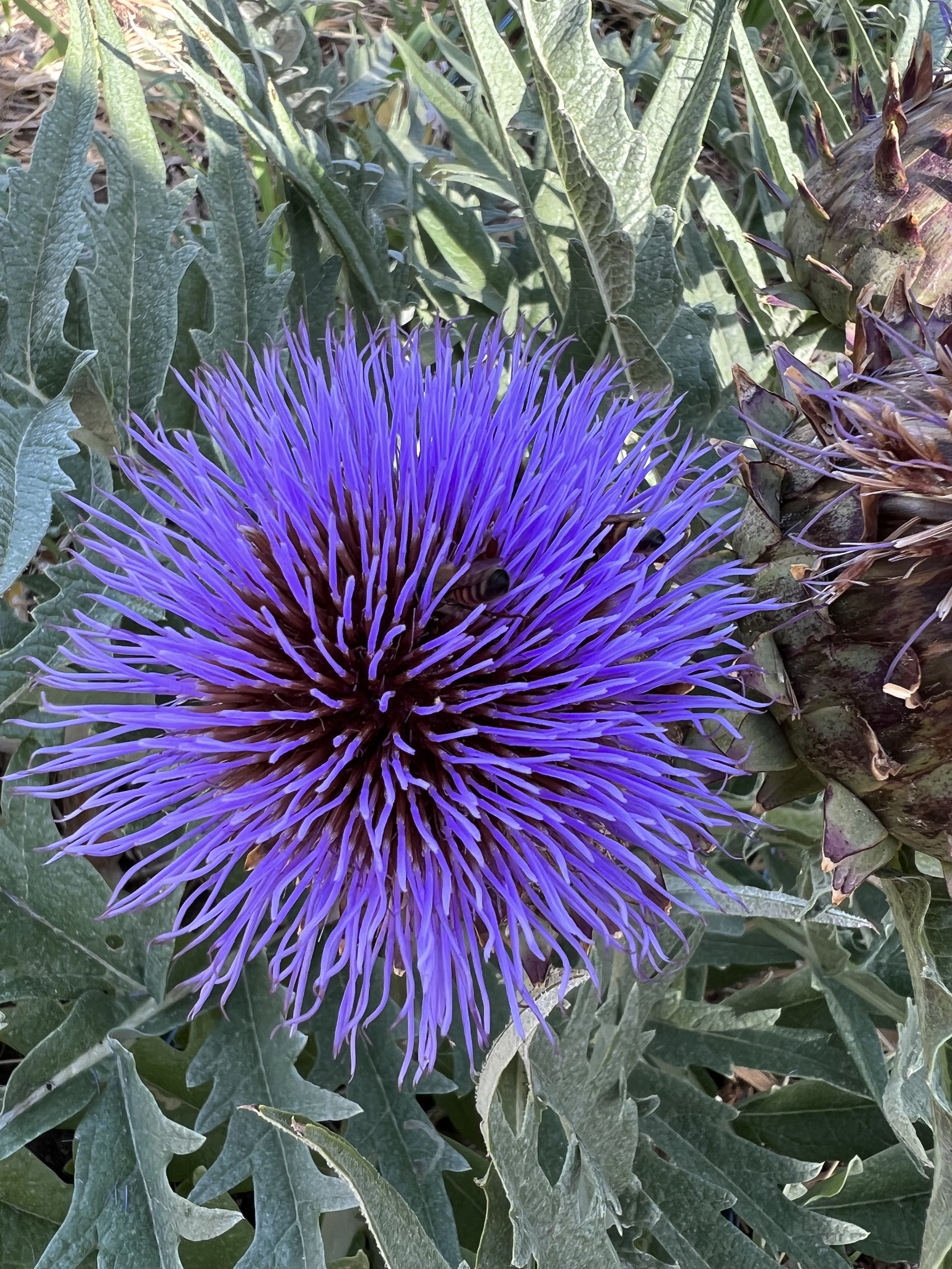 IMG_0073.jpeg