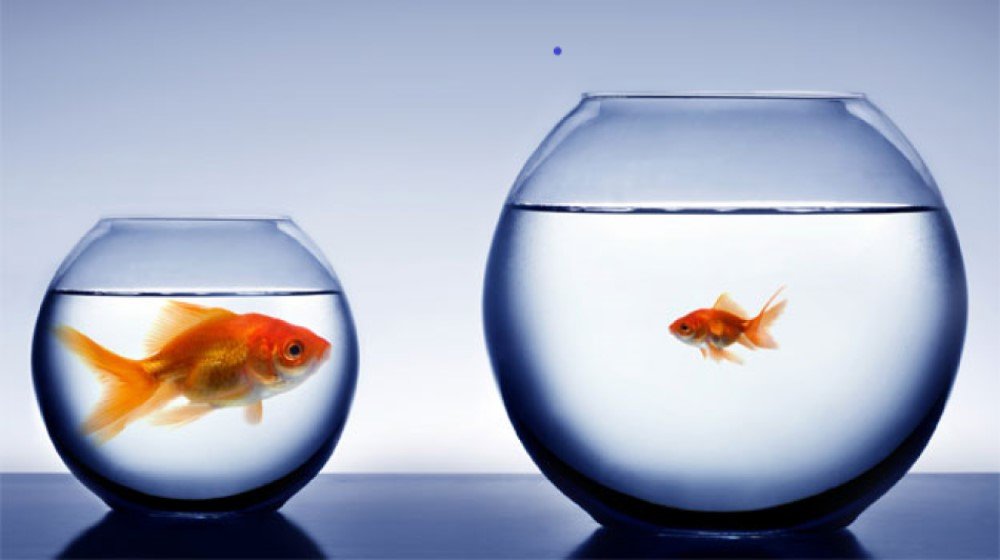 Big Pond, Small Pond: Jumping to a Company of a different size
