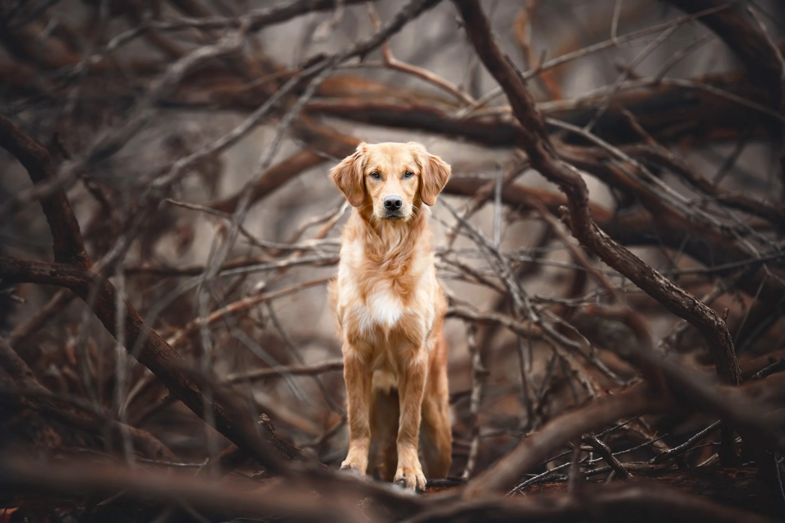 Golden-Retriever-Branches_WW.jpg