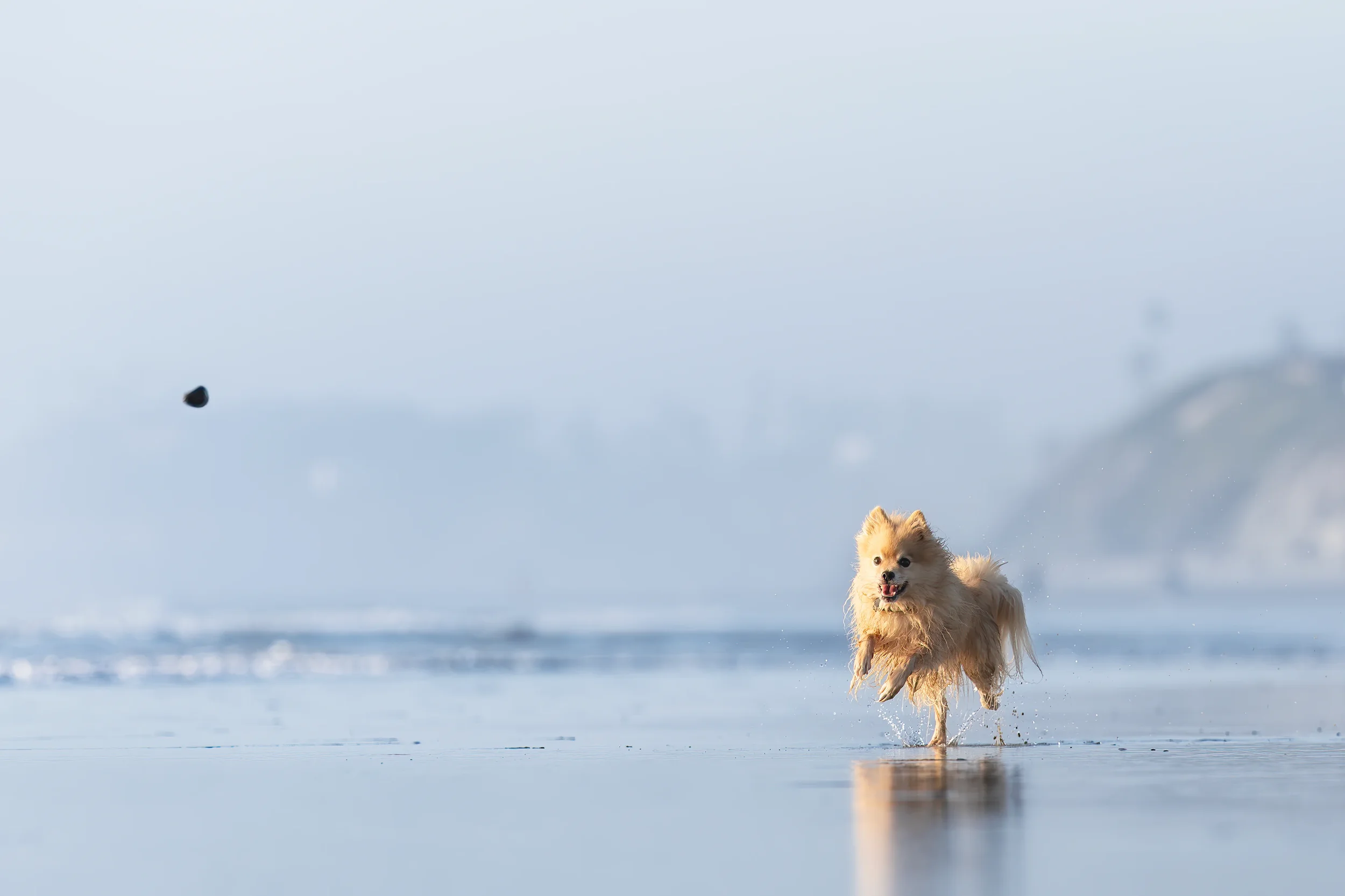 DSC_8762_DogChasingRock_Boy.webp