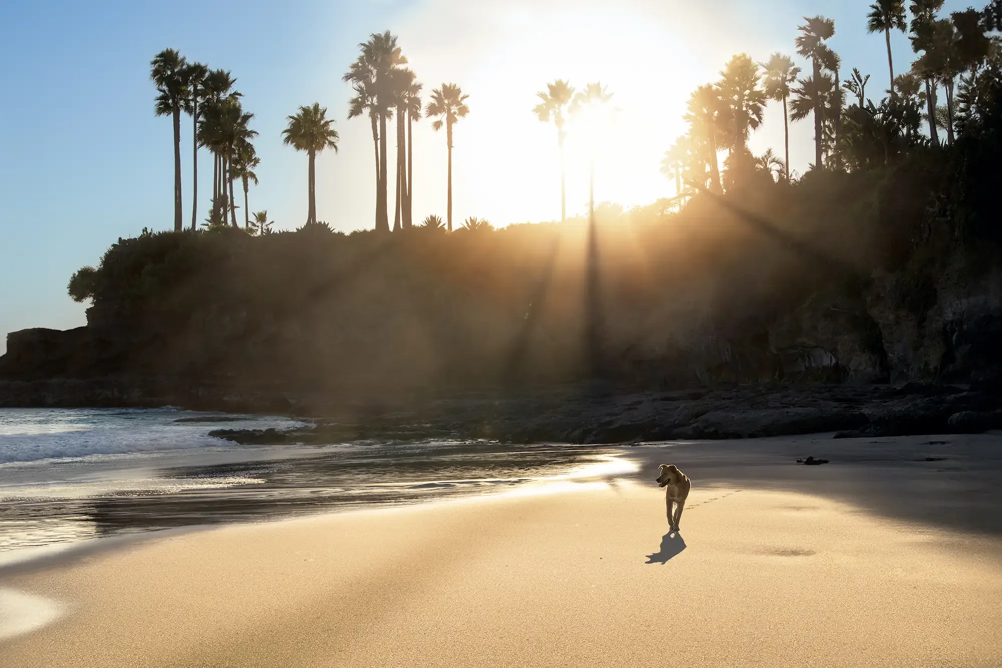A dog walks on beach with a cliff and palm trees silhouetted in the background.