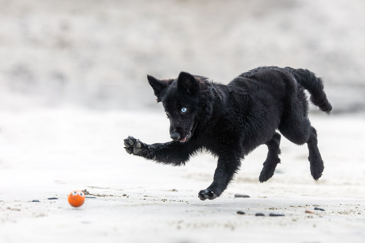 A black puppy chases her orange ball down the beach in Cardiff.