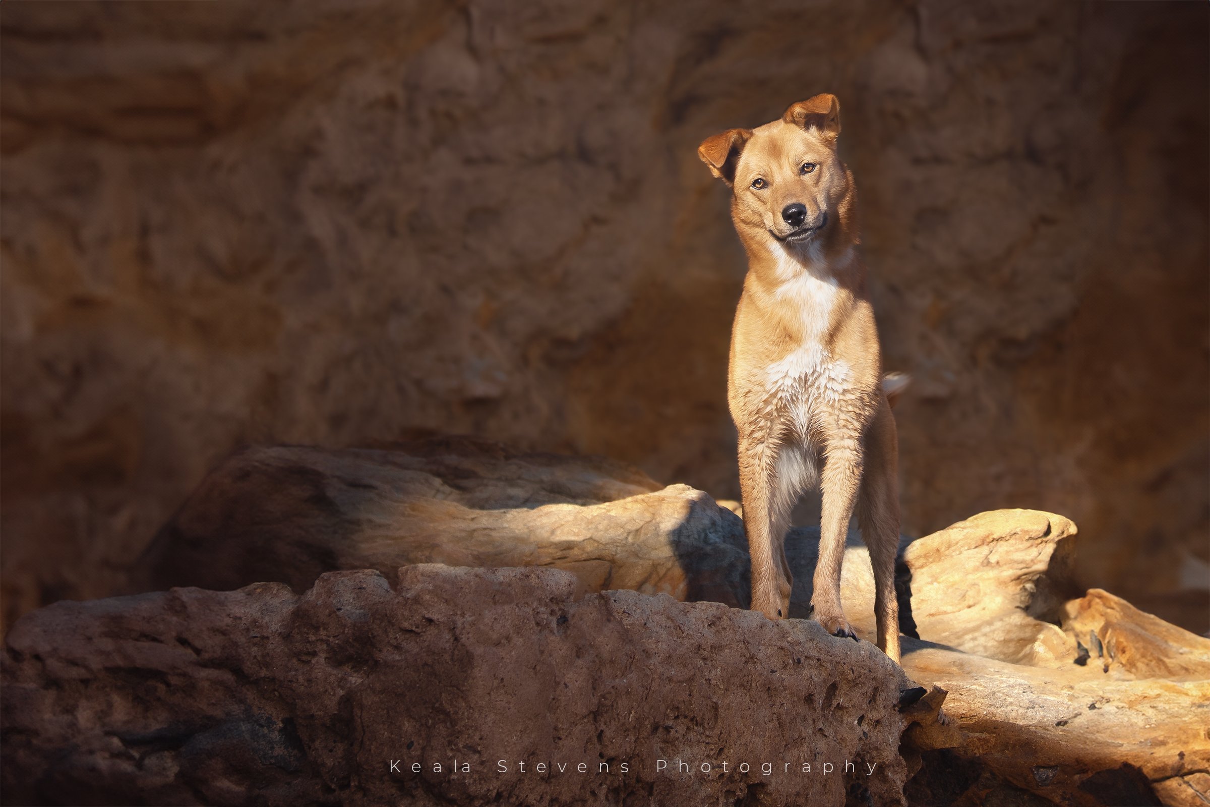 keala-stevens-photography-dog-on-red-rocks.jpg