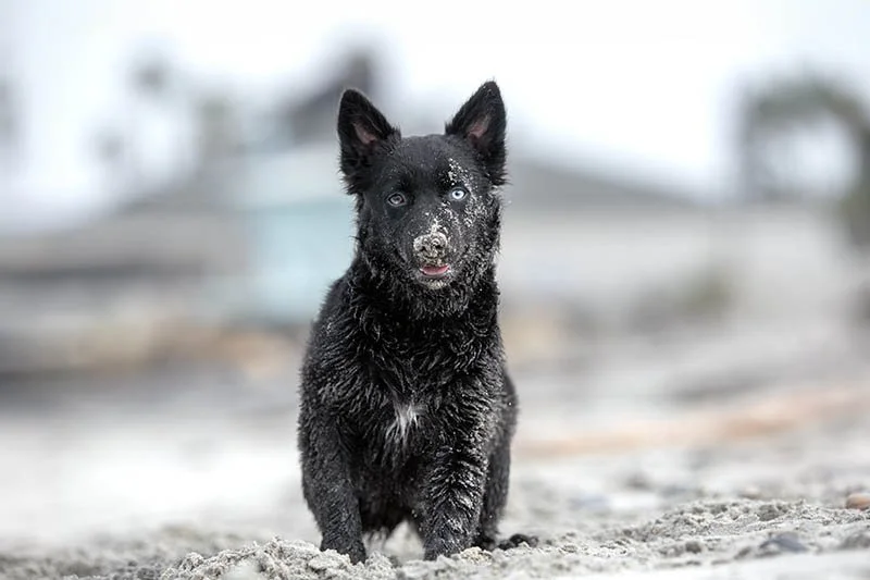 A black puppy sits on the beach with sand covering her face.
