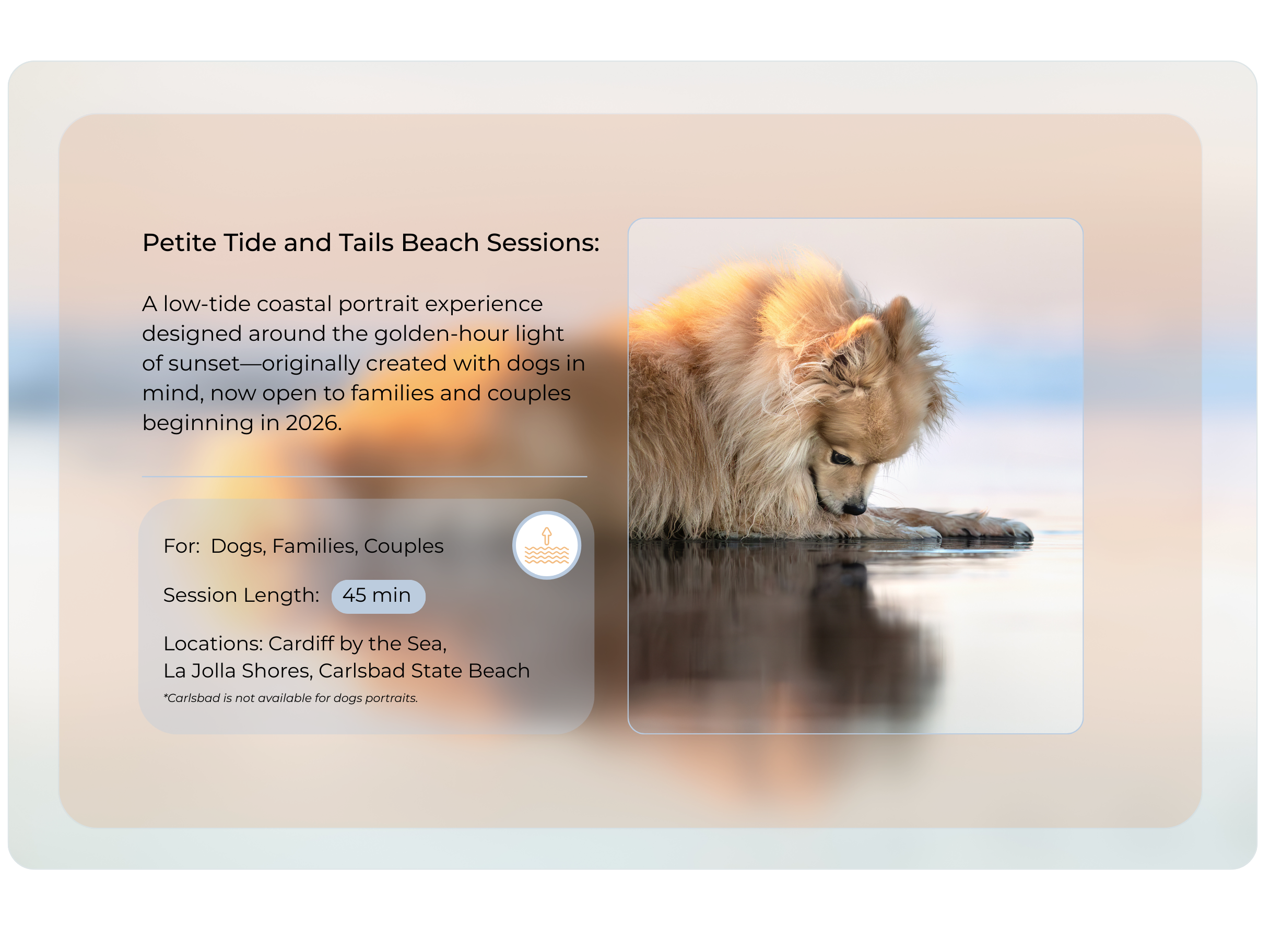 A dog on the beach with package information overlayed on the image.