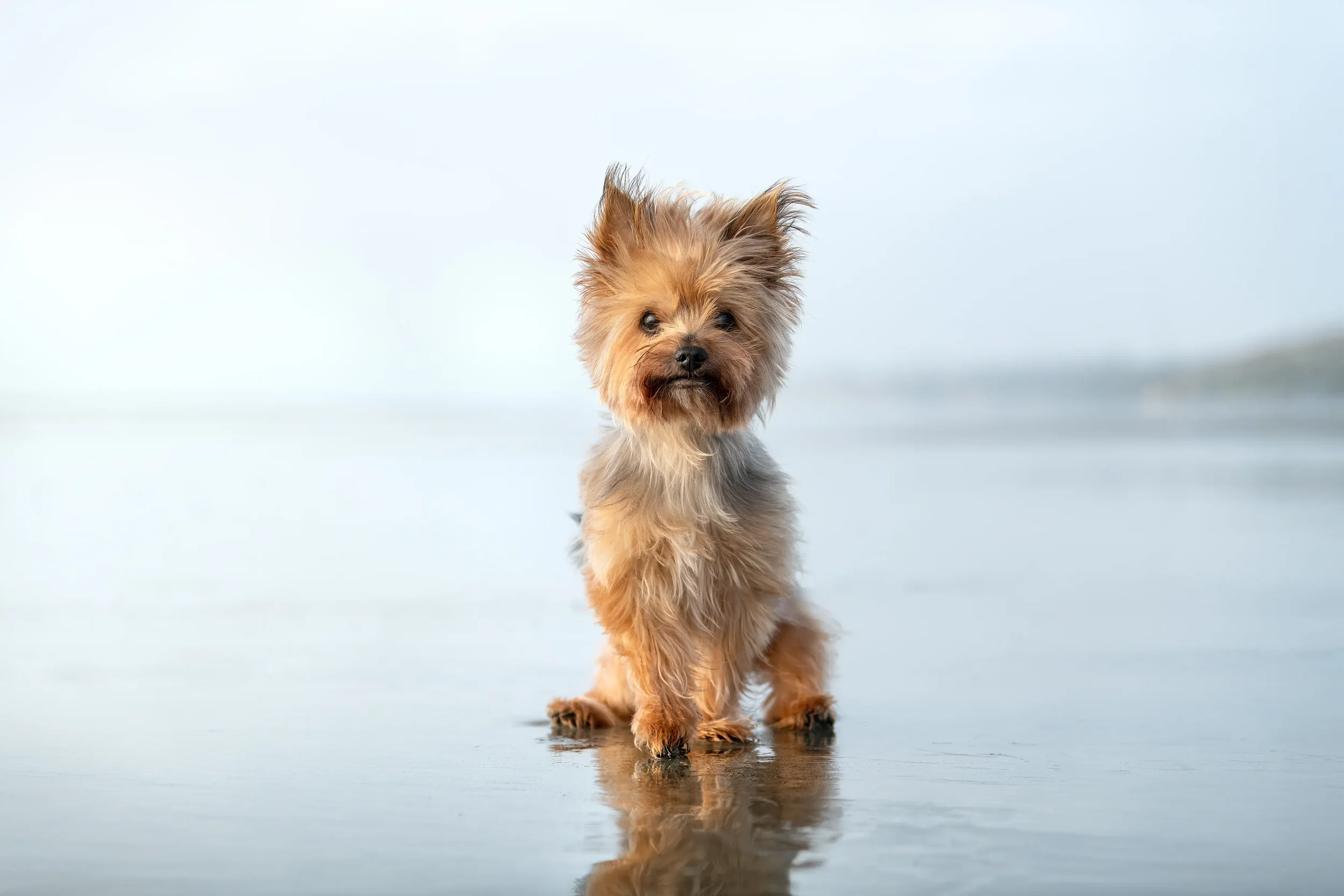 An adorable senior Terrier dog stands on a beach on the wet sand casting a reflection.