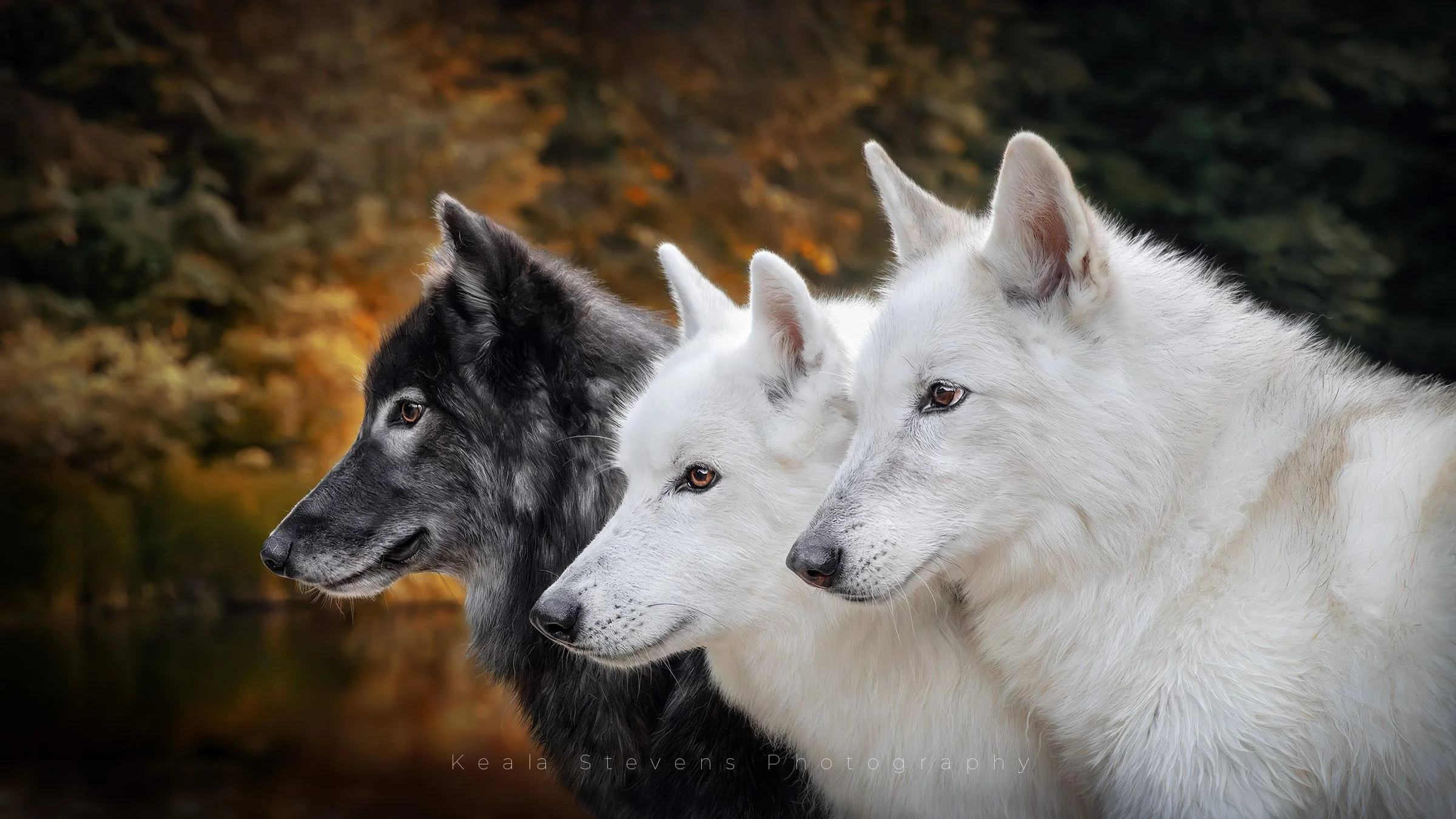 ThreeWolfDogs_Idaho_WEB.jpg
