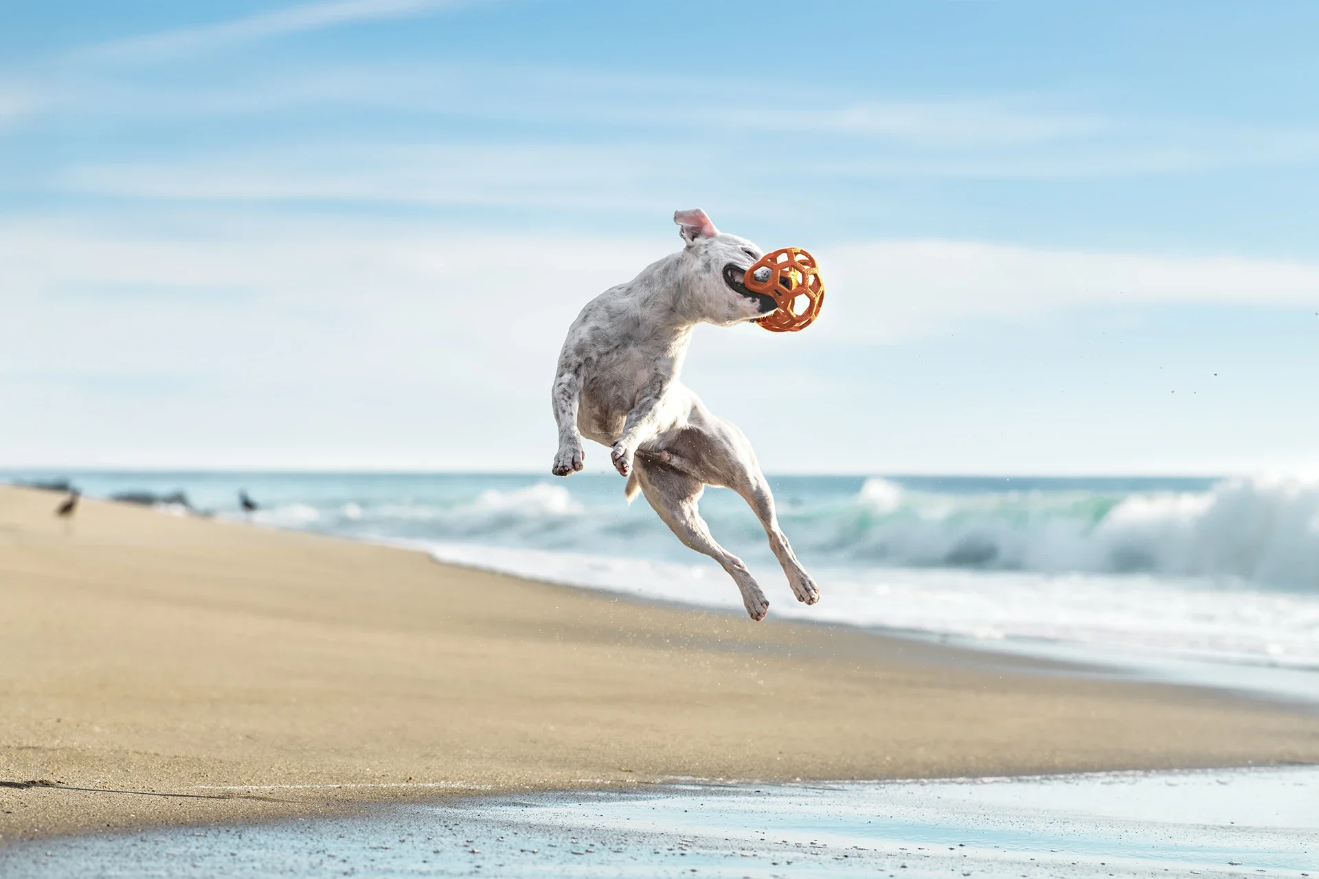 a white staffordshire terrier leaps in the air to catch his toy at a beach in Laguna CA.