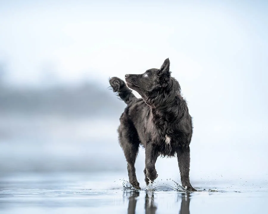 A black puppy walks through low tide water while bird watching above.