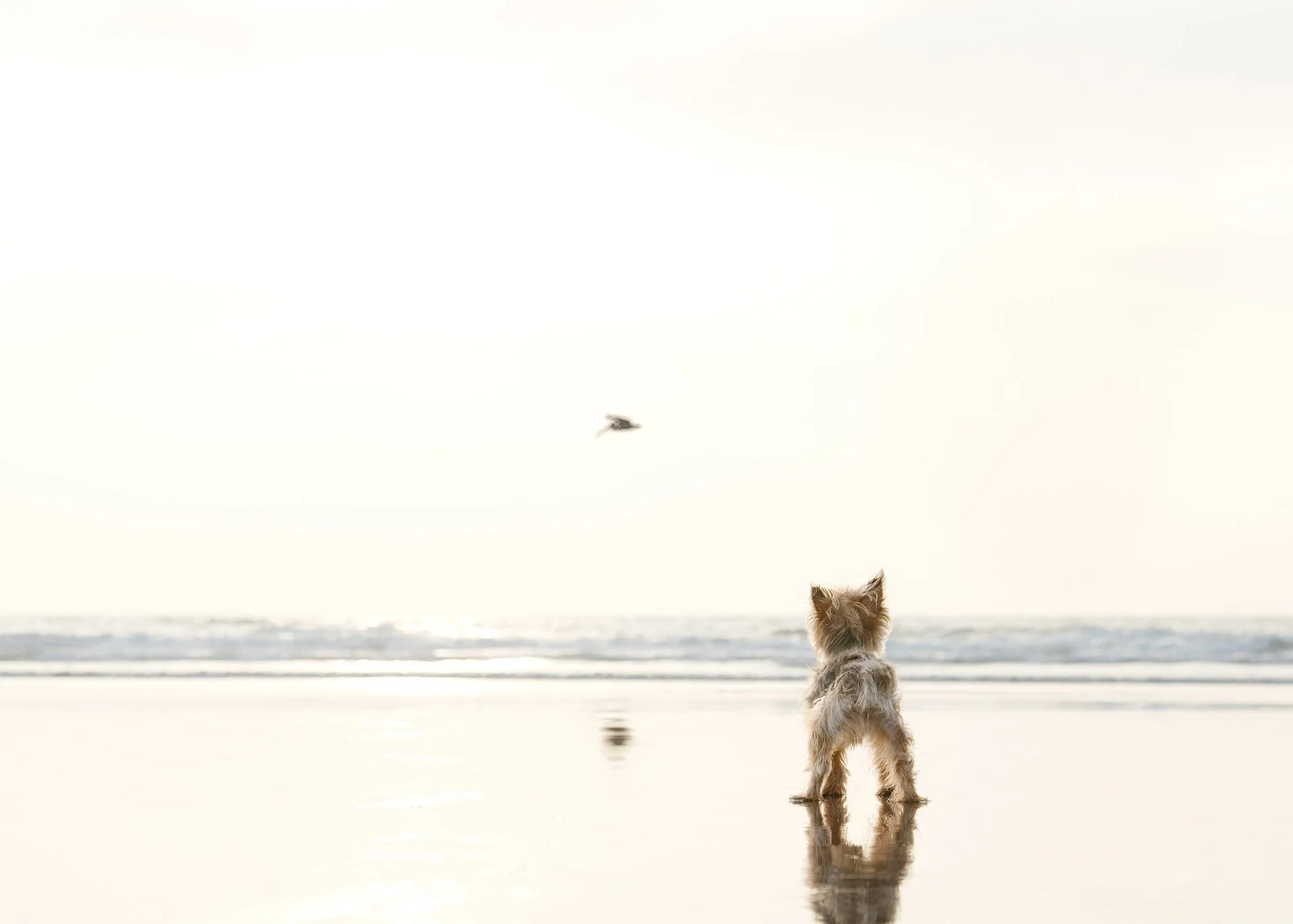 A small Yorkshire terrier dog watches a pelican fly by at the beach.