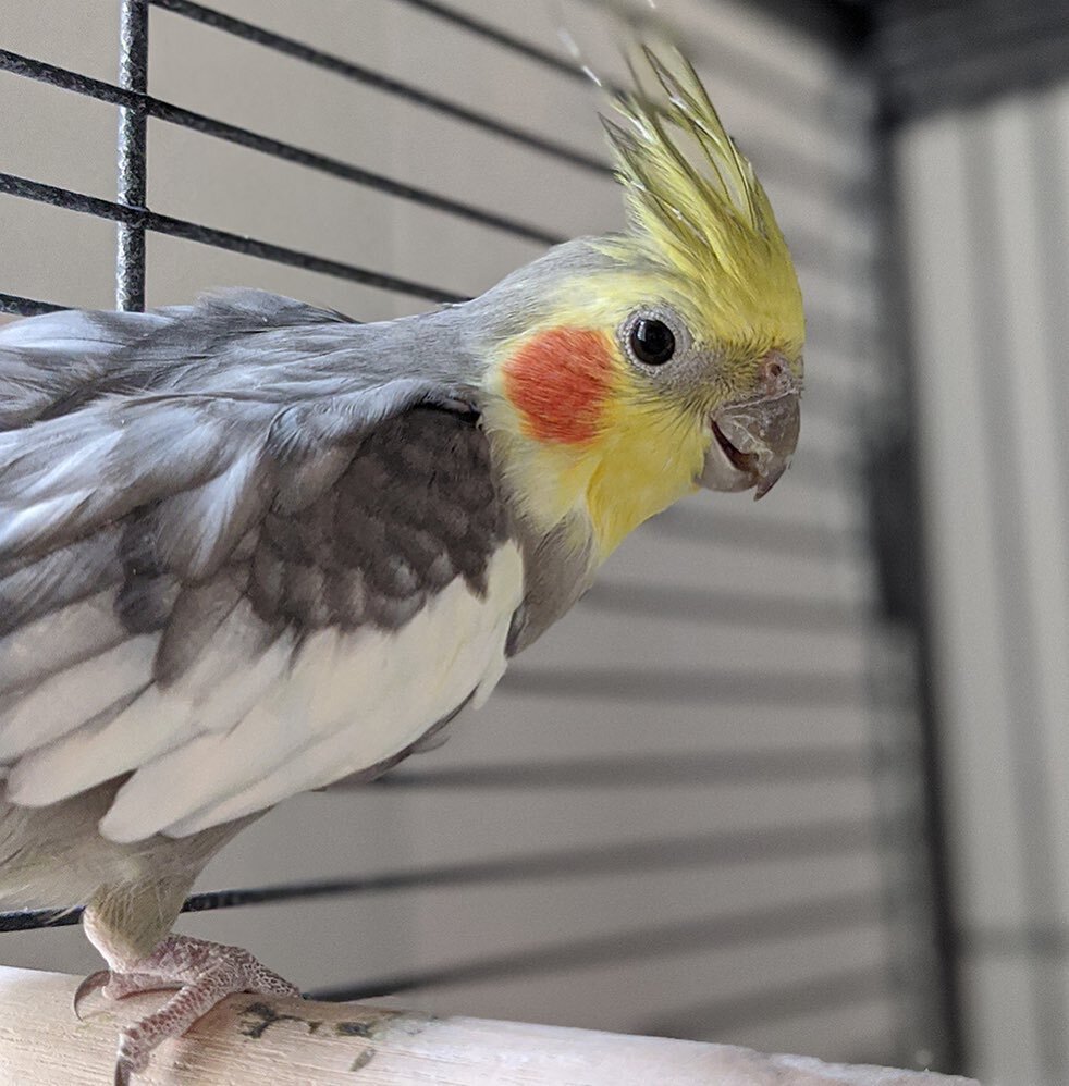 In a family of 6, usually the loudest one gets what they want. Our cockatiel, Wasabi, quickly learned that he can get my attention by out-screaming the kids when his food gets low ❤️