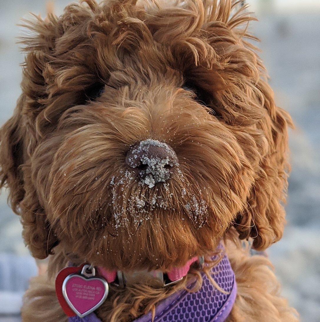 I think it&rsquo;s safe to say Paprika loved her first time at the beach! Her sandy nose says it all&hellip;and the 10 holes she dug. #dogmom