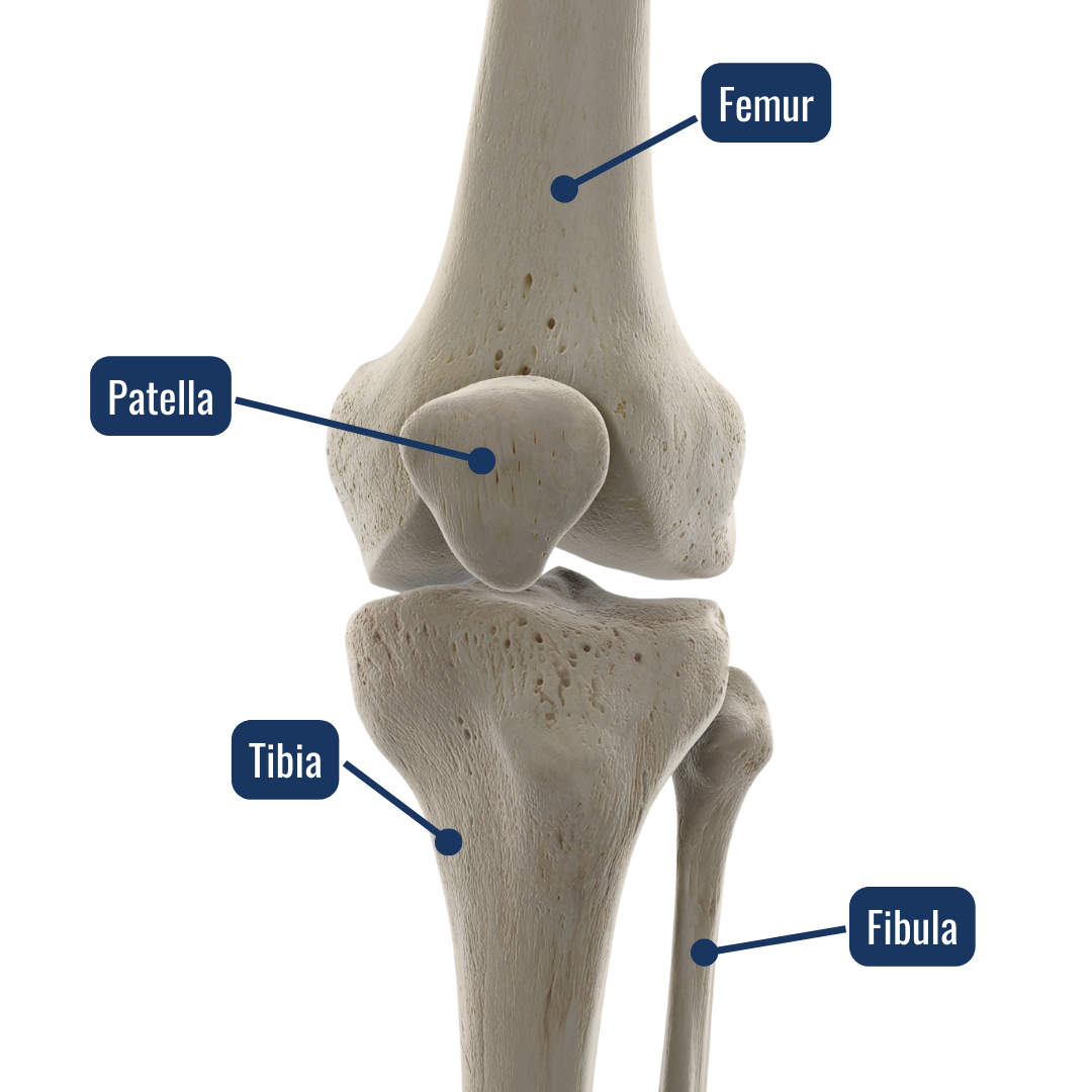 Comparing Knee Implants — San Antonio Orthopaedic Specialists Hip
