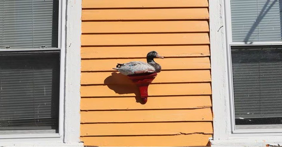 There's still time to sign up for tomorrow's free walking tour of Duck Village! Wonder where that is? Join us at 355 Washington St., Somerville (Perry Park) at 10am sharp to hear local guides tell the story of Duck Village and its fascinating evoluti