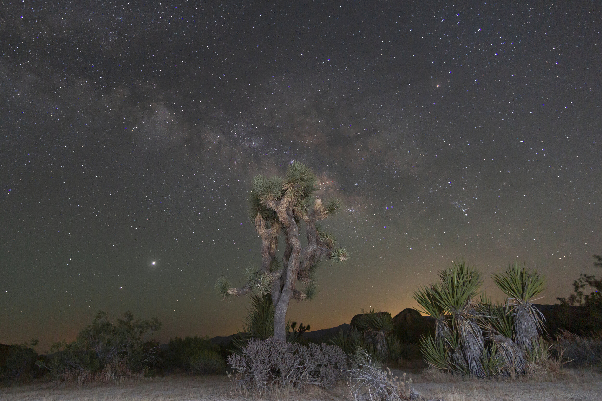 Joshua_Tree-20.jpg