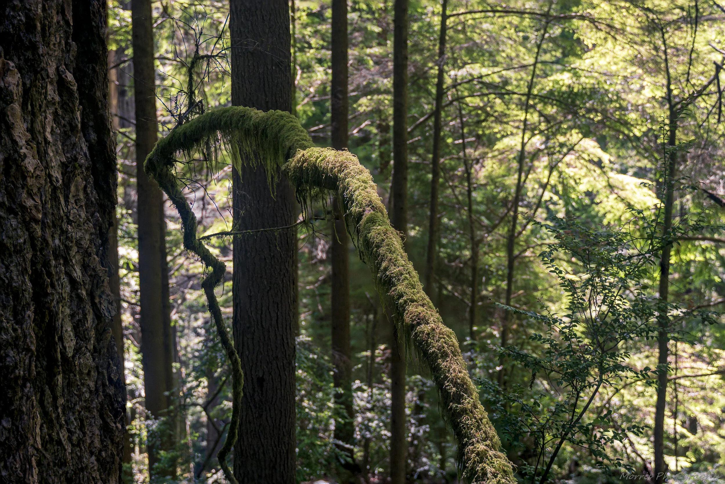 Redwoods-17.jpg