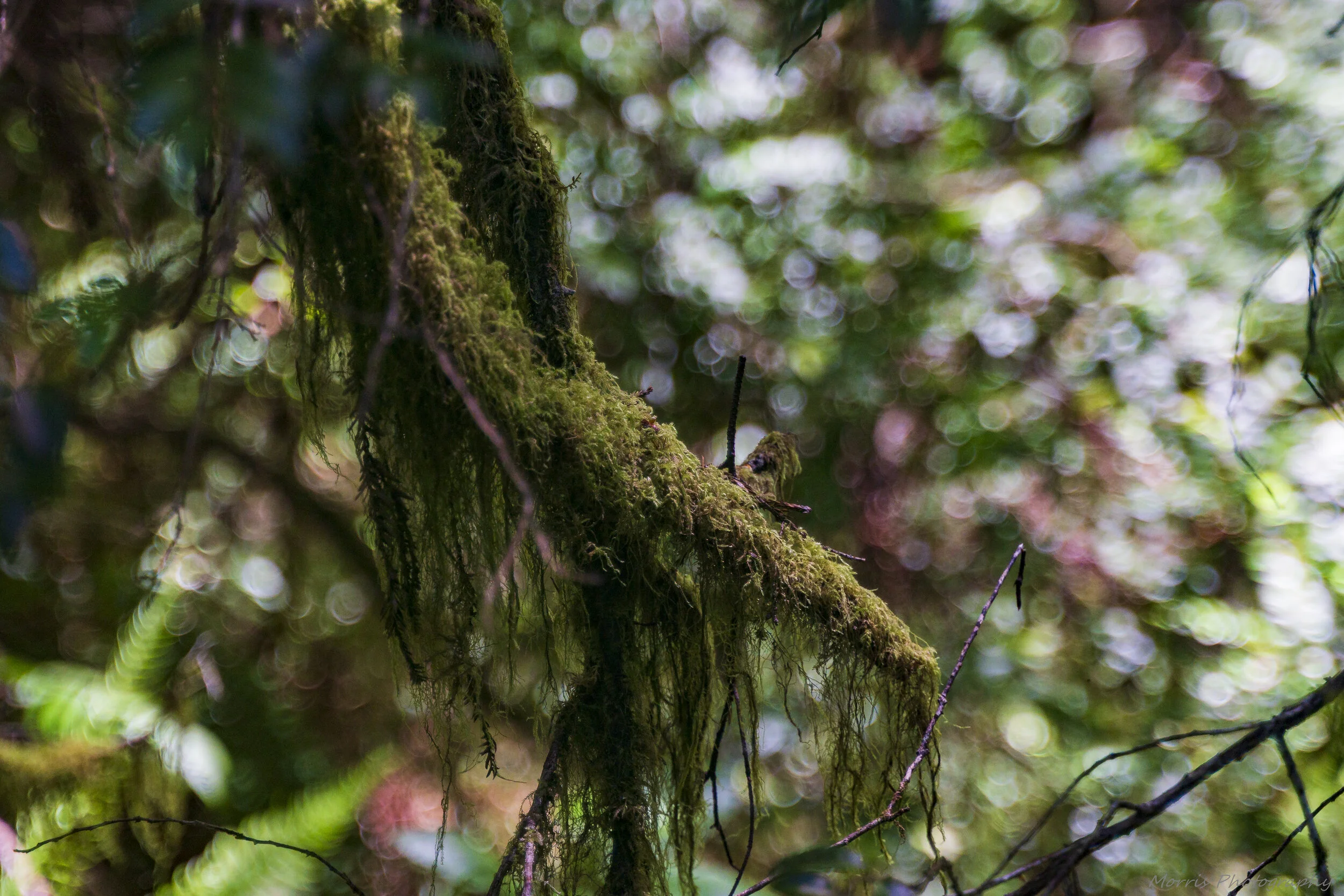 Redwoods-18.jpg