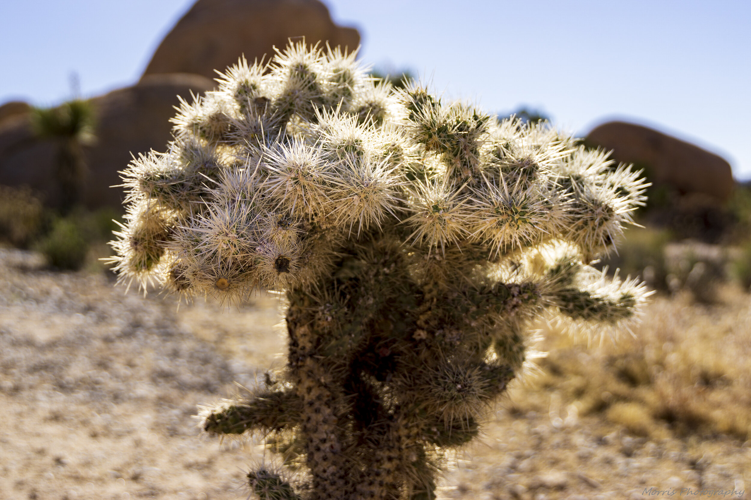 Joshua_Tree-8.jpg
