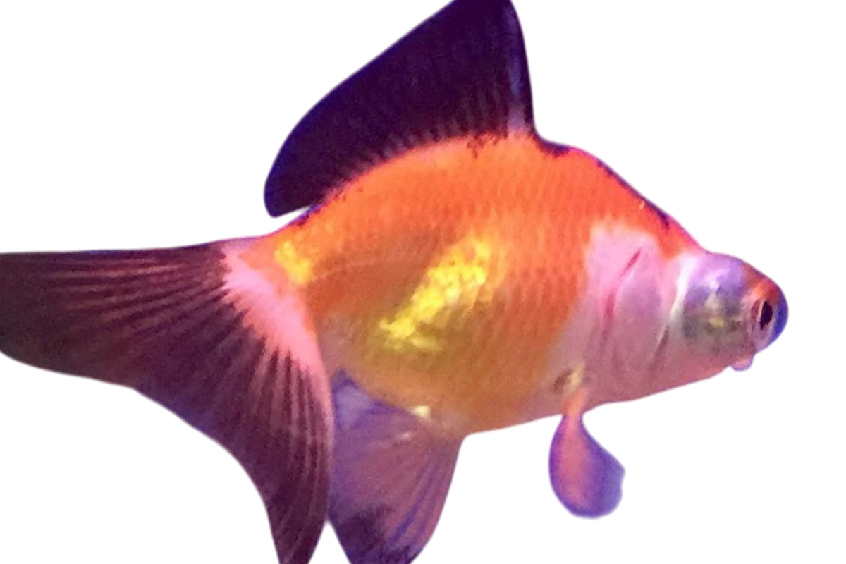 A goldfish with orange, yellow, and white fins swimming against a dark background.