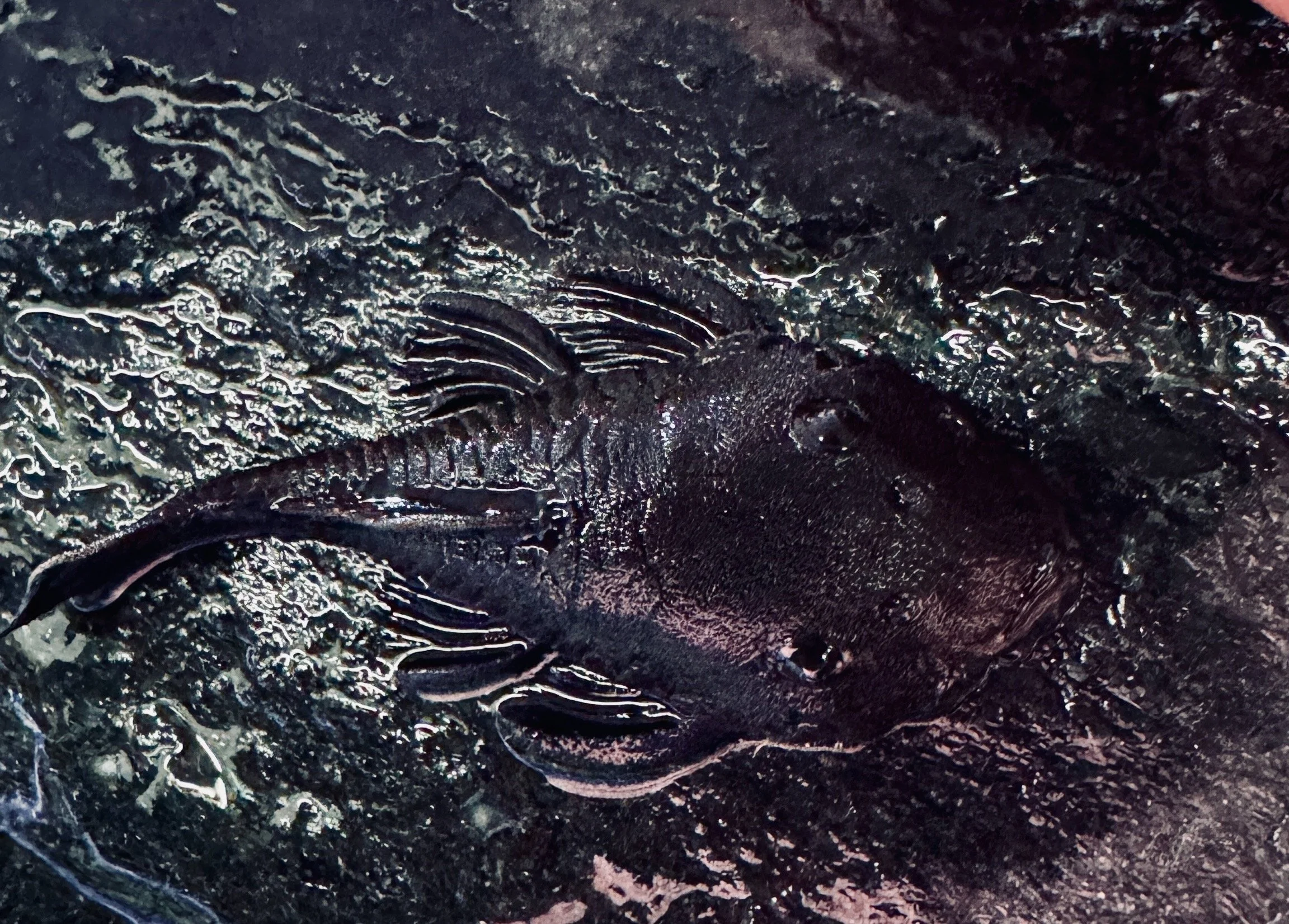 Ancistrus ranunculus