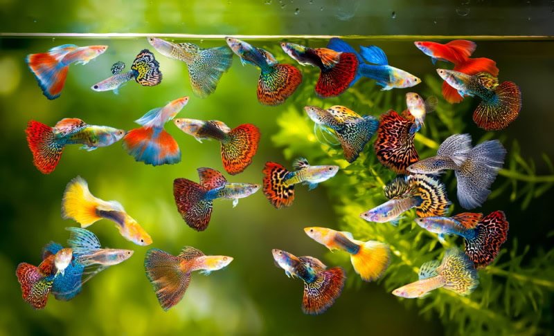 Colorful guppy fish swimming in an aquarium with green aquatic plants.