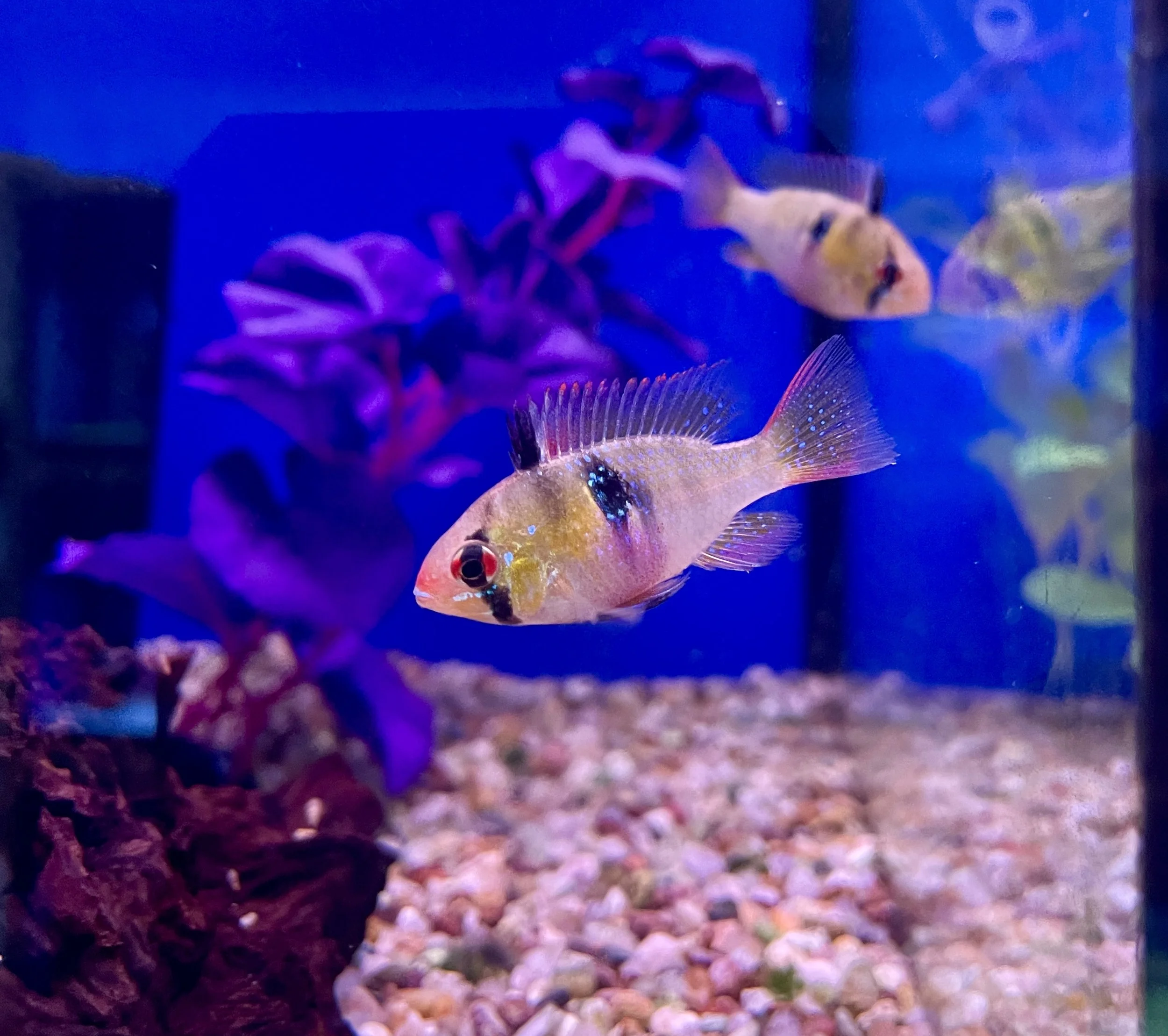 Blue Ram Cichlid - Mikrogeophagus ramirezi 3-4cm