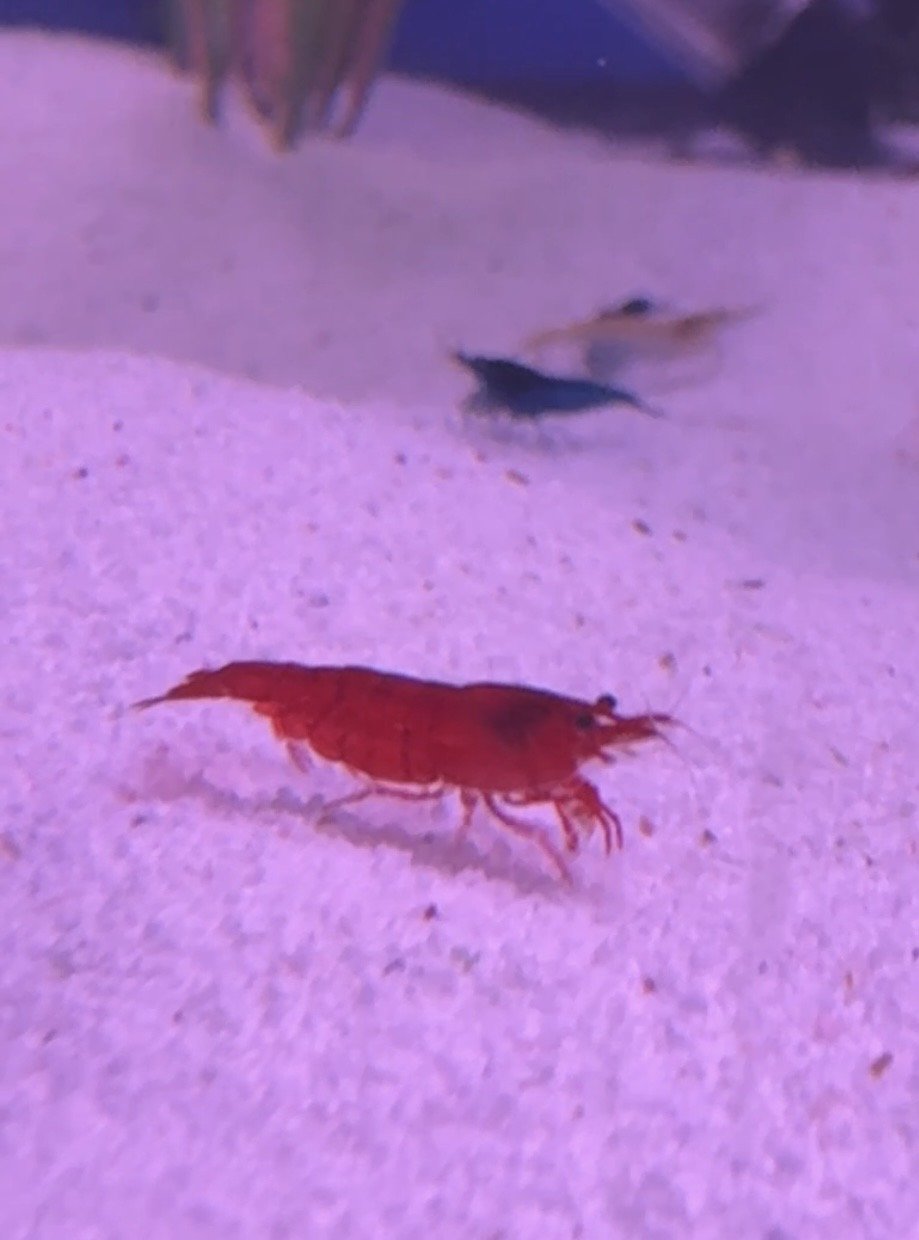 blood red shrimp on sand substrate
