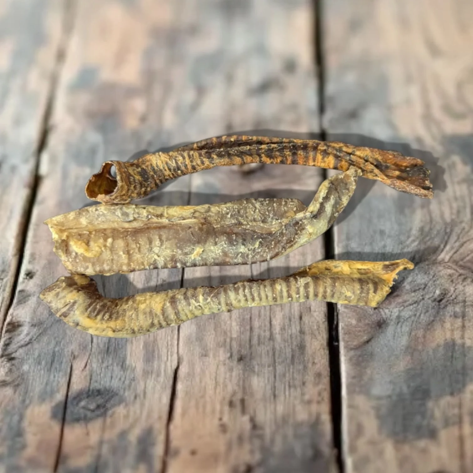 Lamb trachea Natural puppy and dog treats Pet Aqua, Chatham Medway Kent