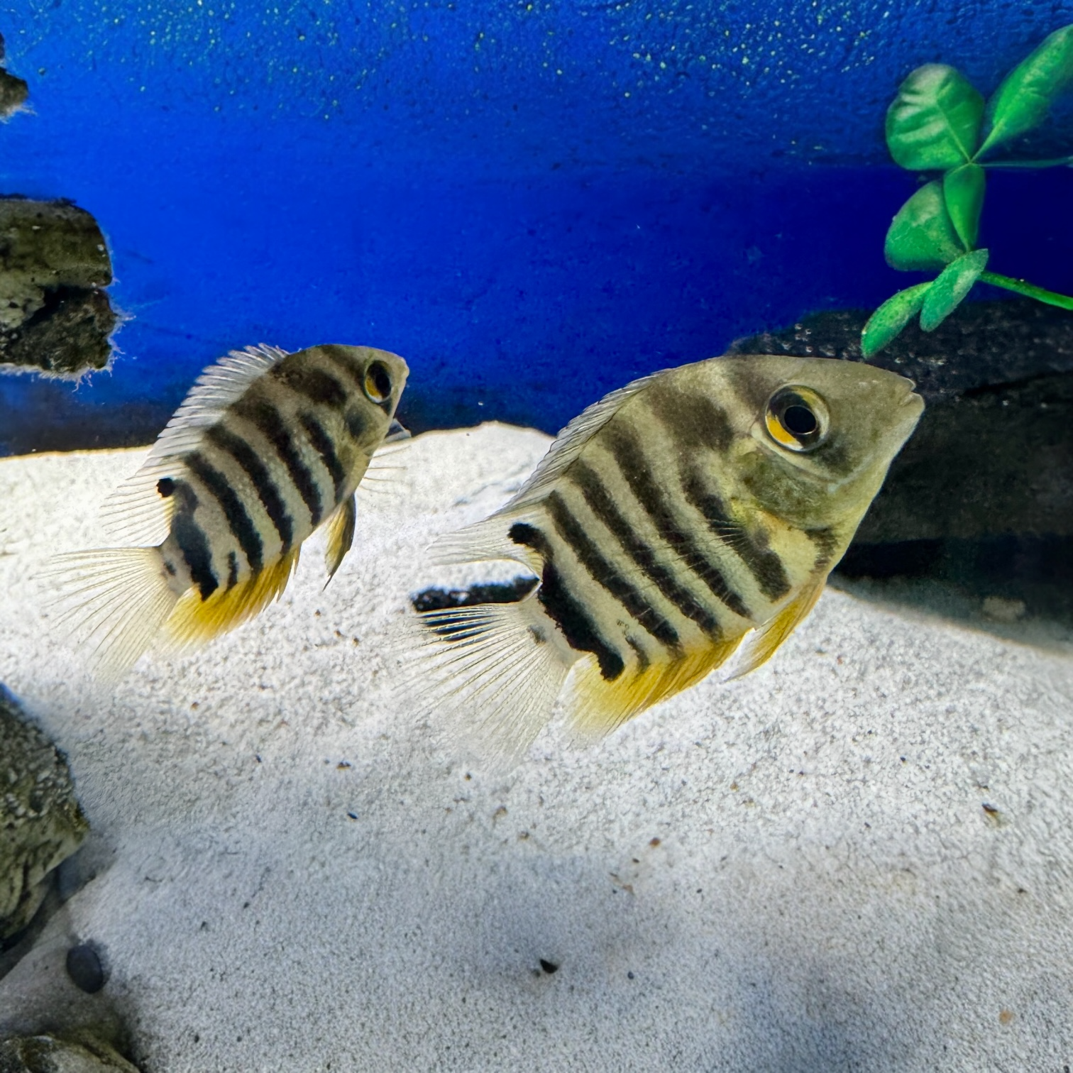 Redneck Severum - Heros efasciatus 4-5cm