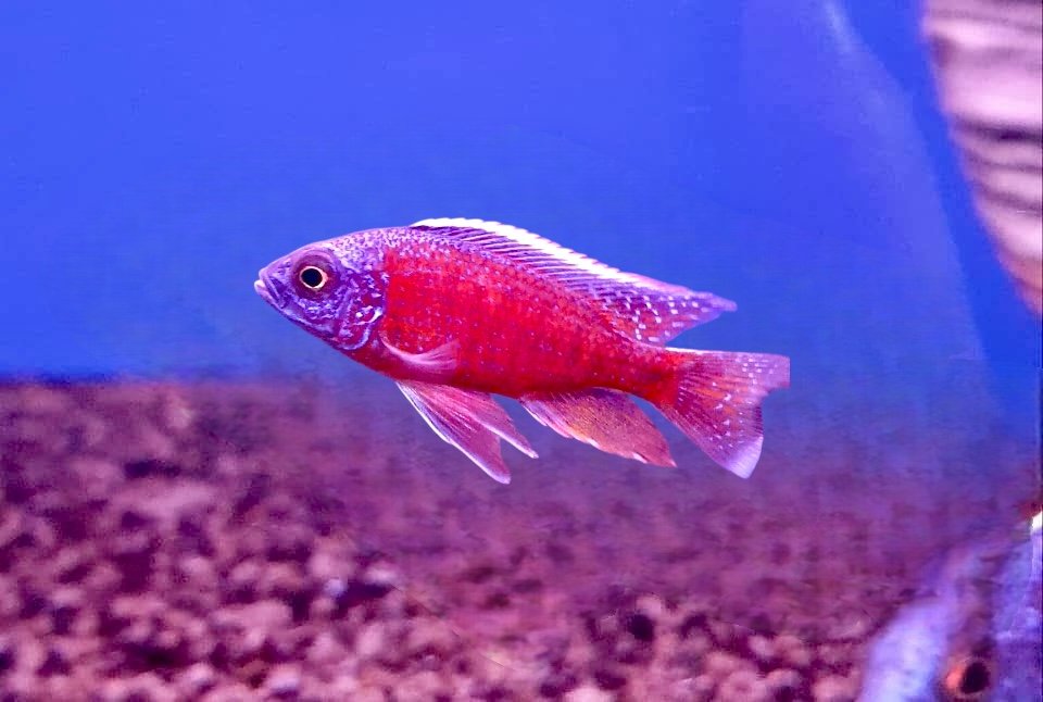 Boeleyi Hap - Copadichromis borleyi 5cm