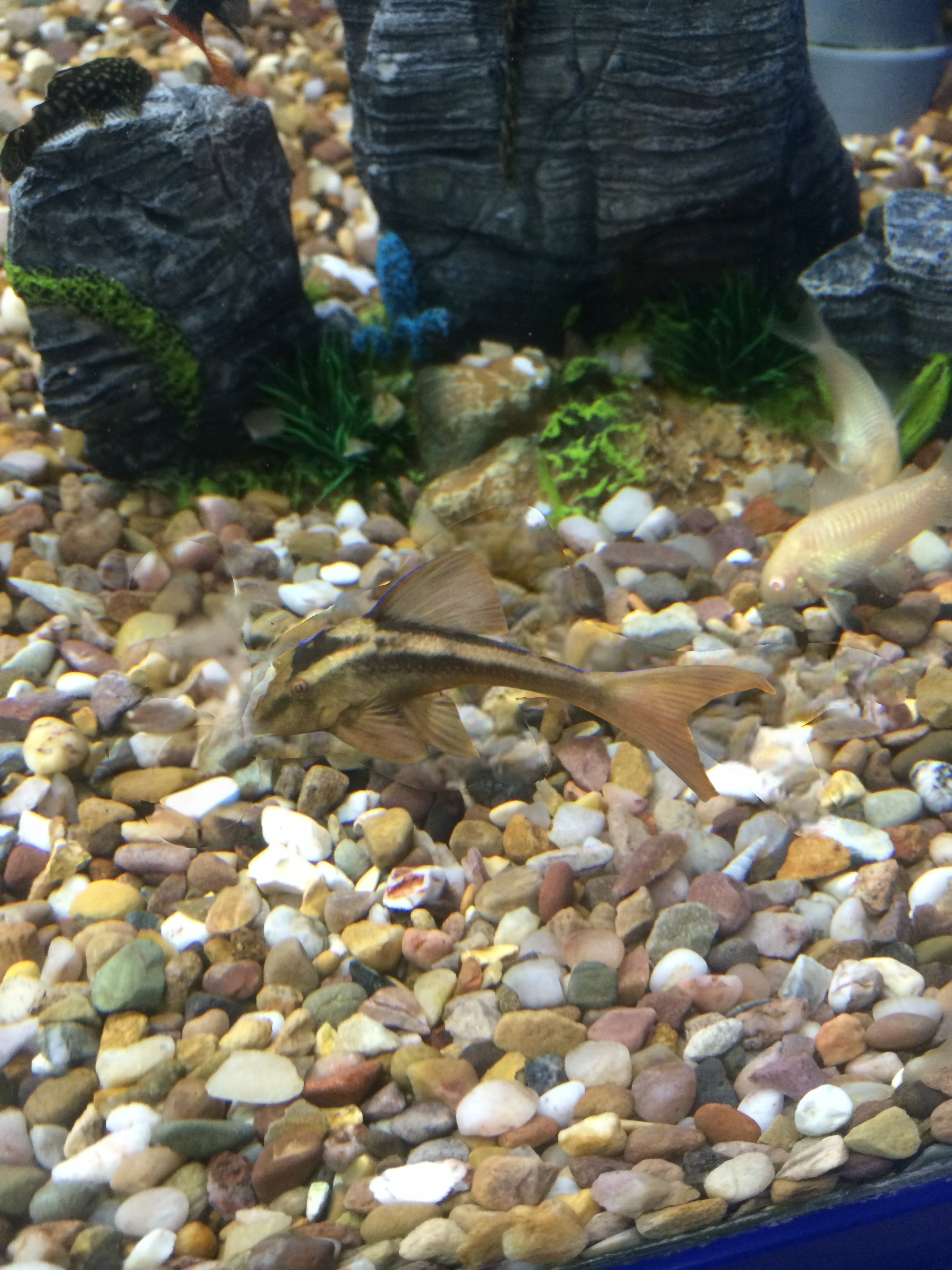 Rusty Pleco - L310 4-5cm