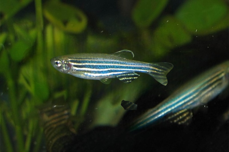 Zebra Danio - Danio rerio - Temperate/Tropical