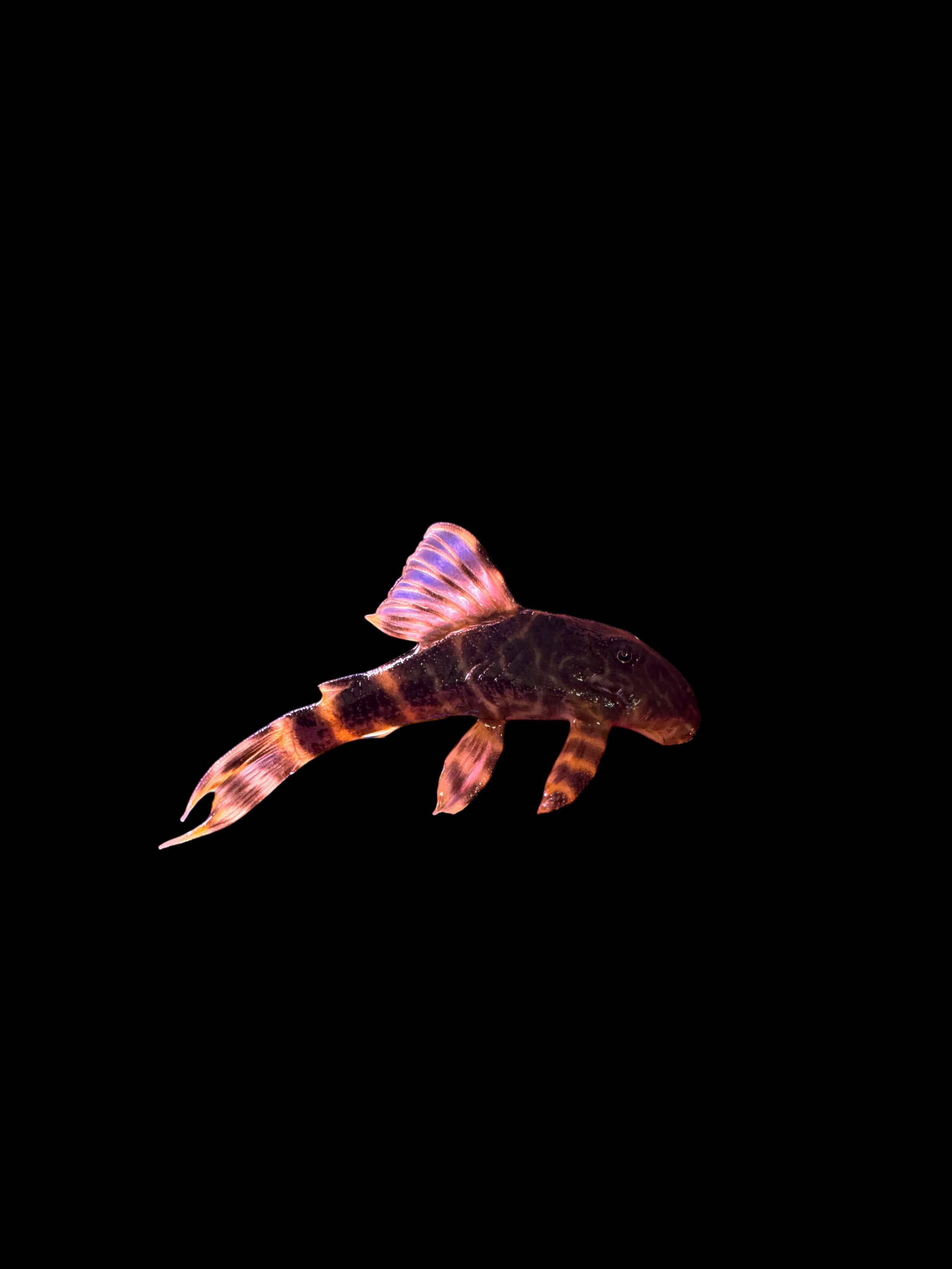 Clown Pleco L104 3cm