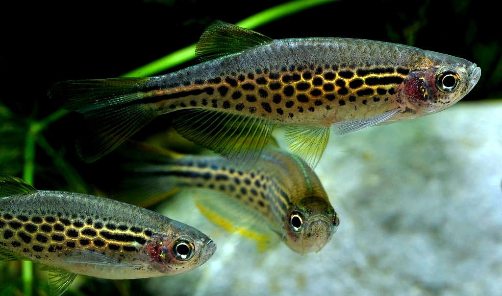 Close-up of three leopard danio fish swimming in an aquarium, displaying their distinctive spotted pattern.