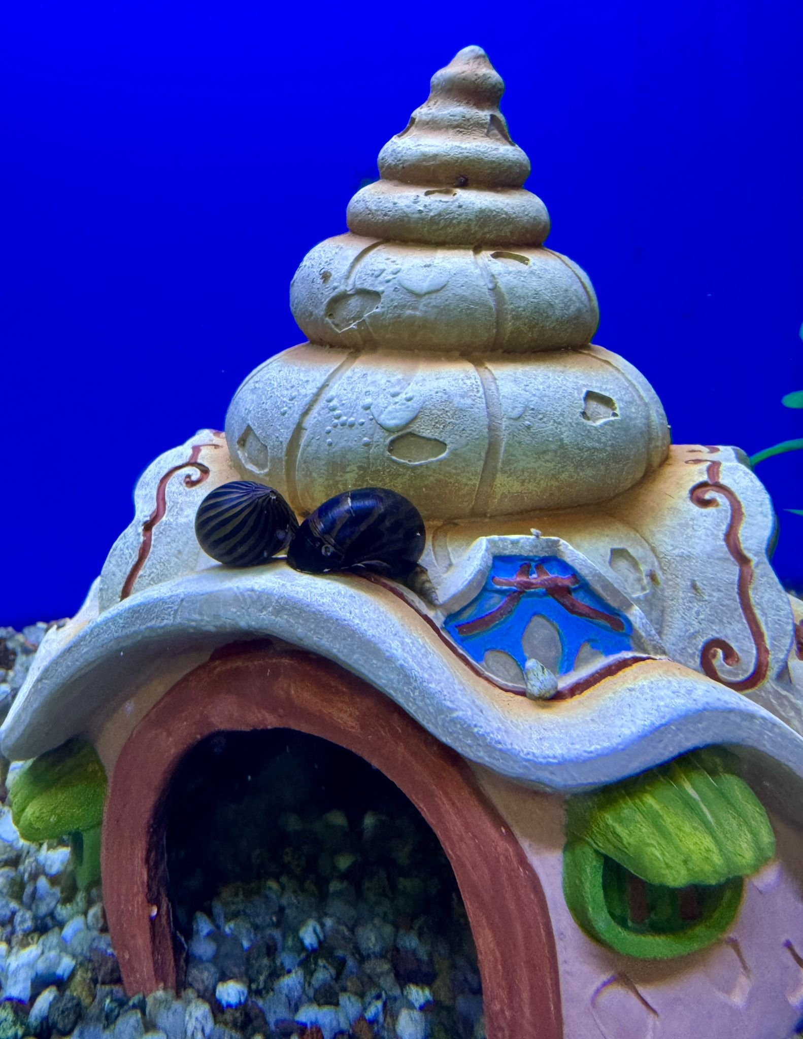 Embrace the Enchanting Nerite Zebra Snails