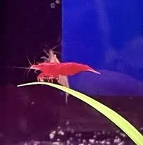 Fancy a Rainbow in Your Tank? Meet the Cherry Shrimps!