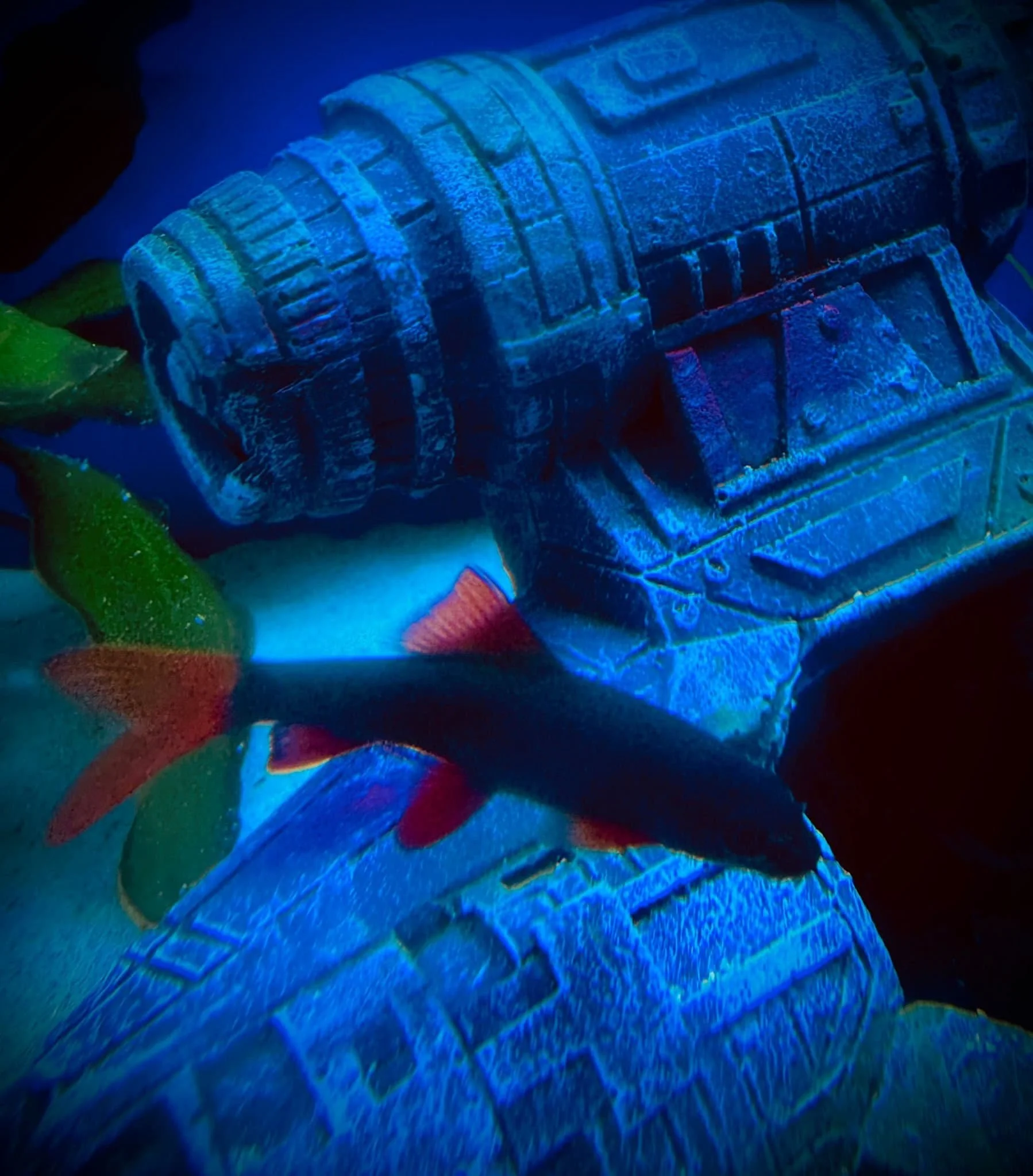 Ruby Sharks: The Good, The Bad, and The Beautiful
