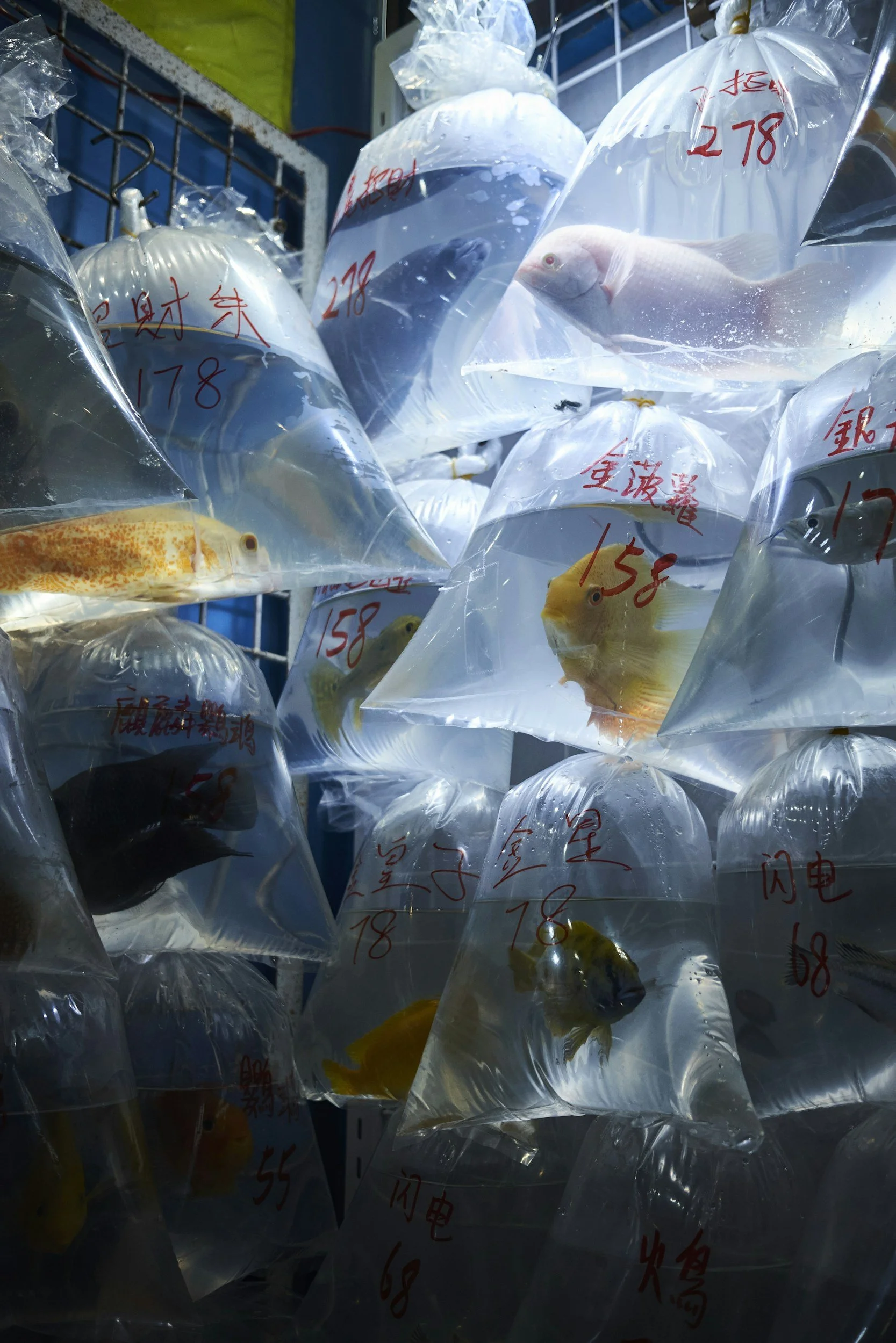 Multiple plastic bags containing various fish, with handwritten red Chinese characters and numbers on them, hanging in a storage or display area.