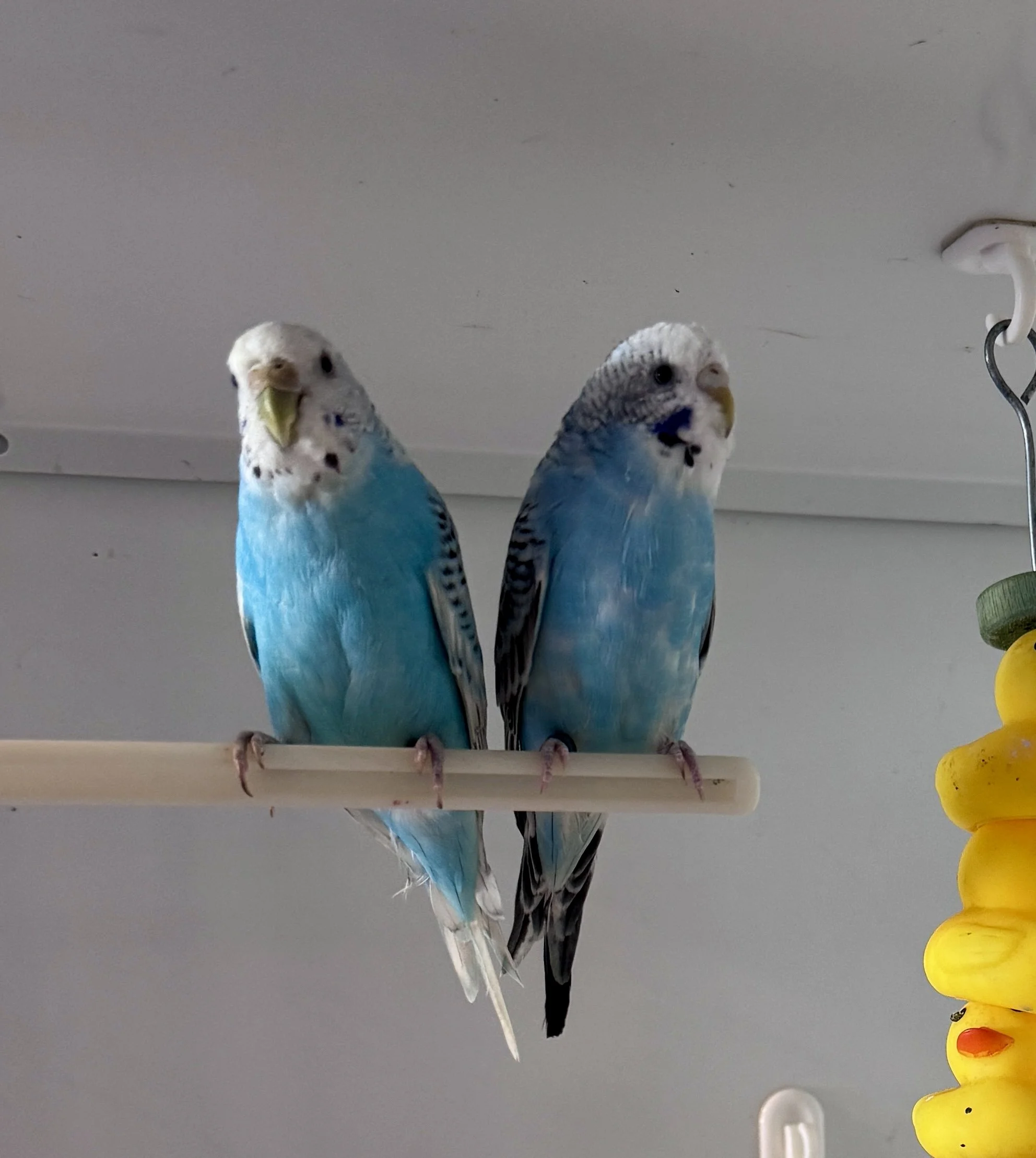 Baby Budgies Available at Pet Aqua