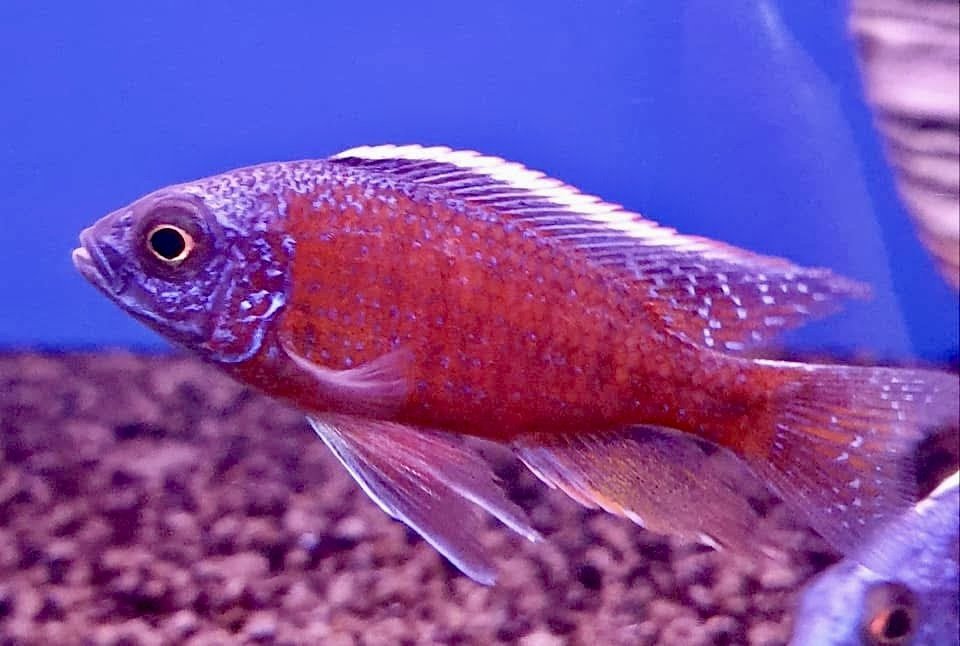 tangerine aul malawi