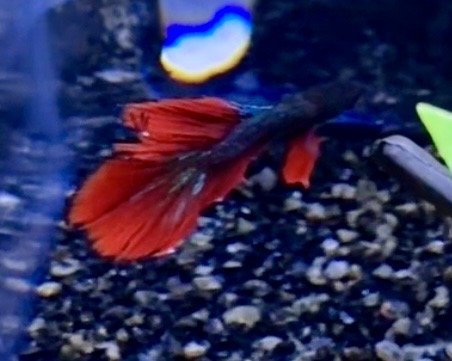 Halfmoon Betta — Betta splendens