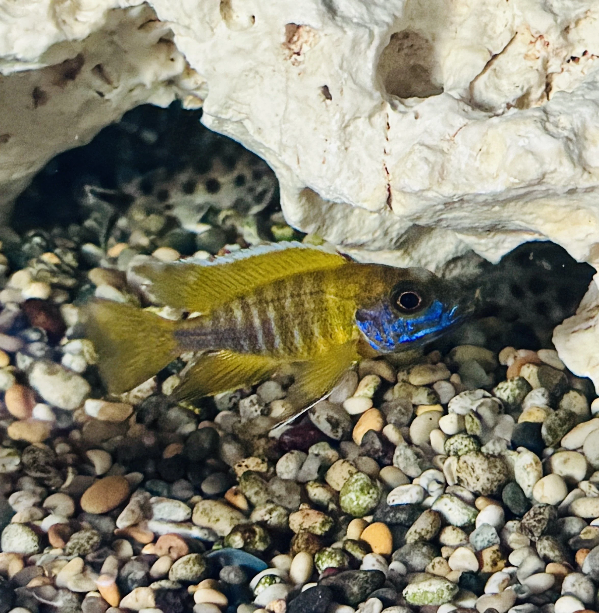 Yellow Peacock, - Aulonocara baenschi 3-5cm