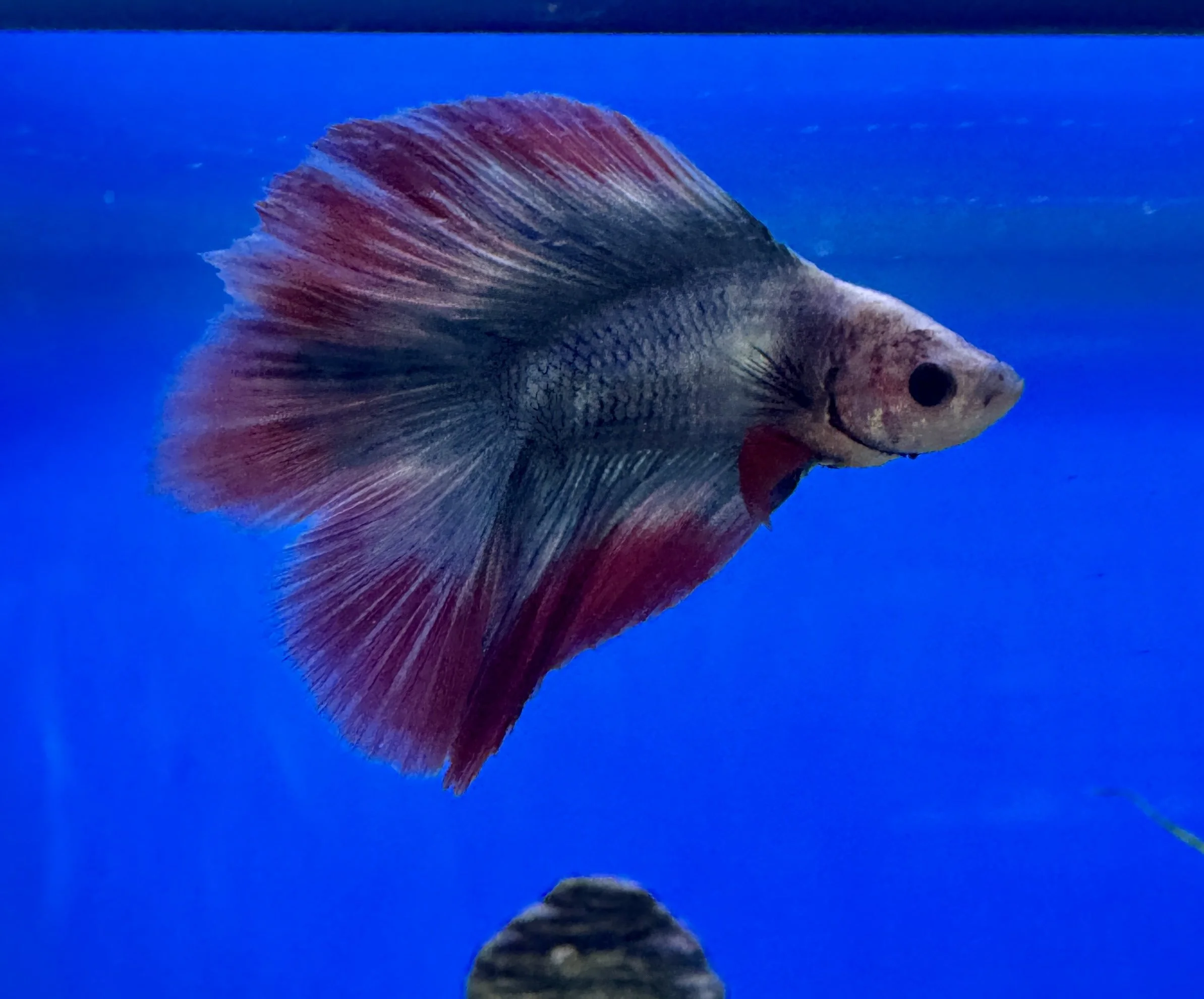 Double Tail Betta Male Siamese Red, Blue & White