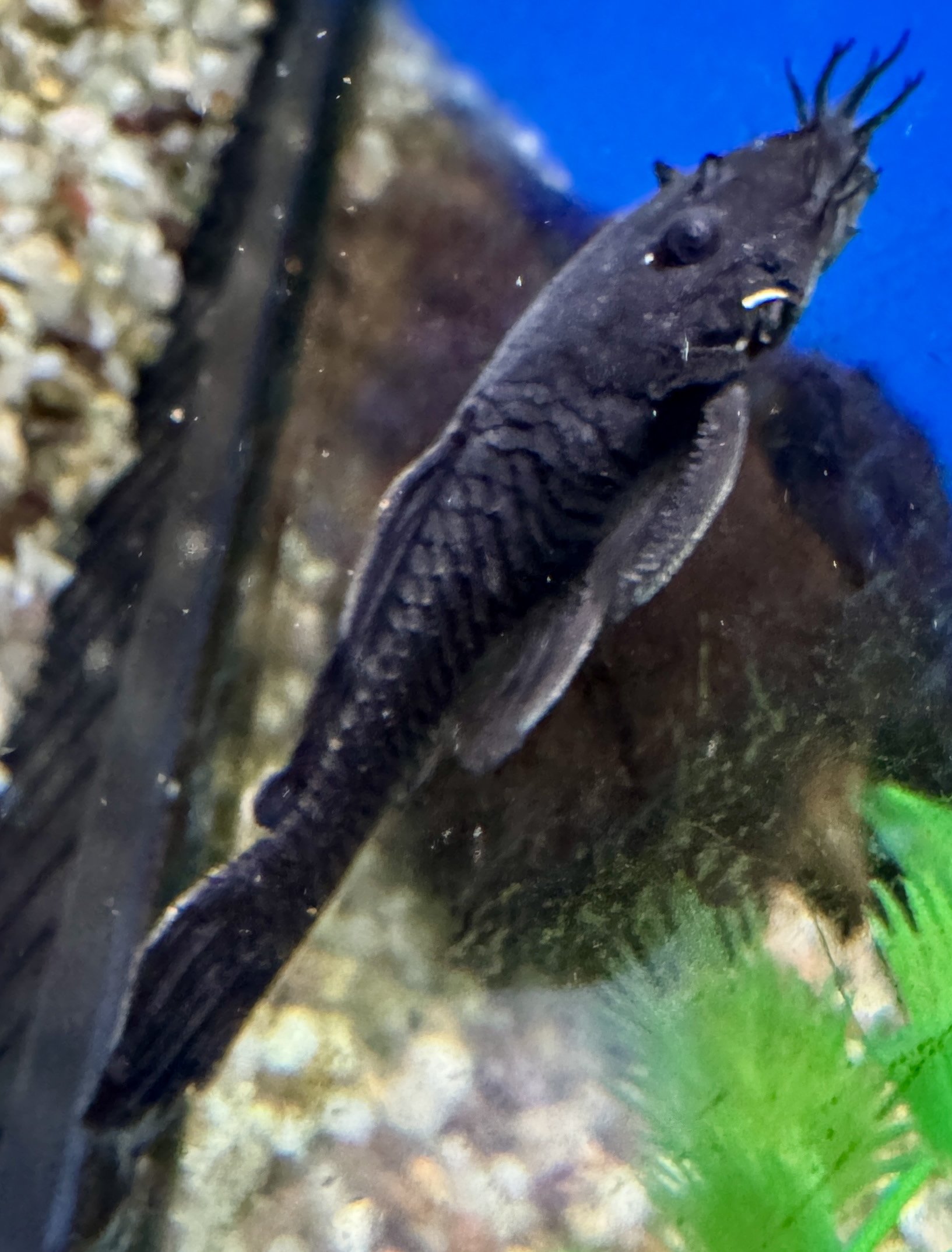 Medusa Pleco - L034 - Ancistrus ranunculus