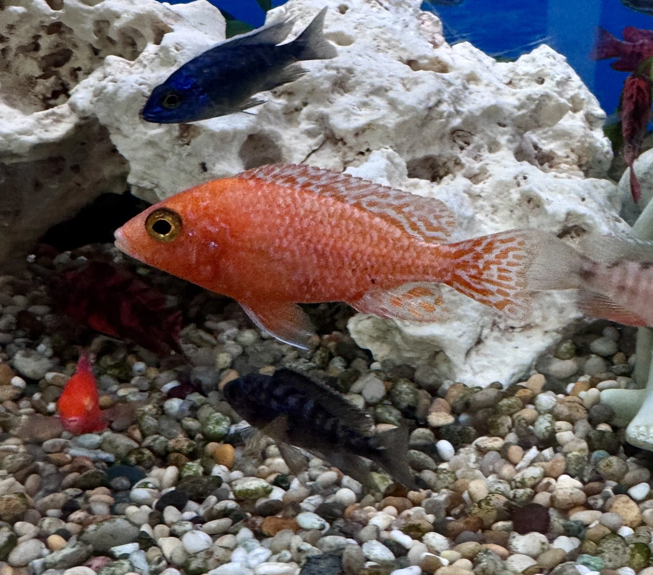 Tangerine Aulonacara Malawi African Cichlid . 5cm
