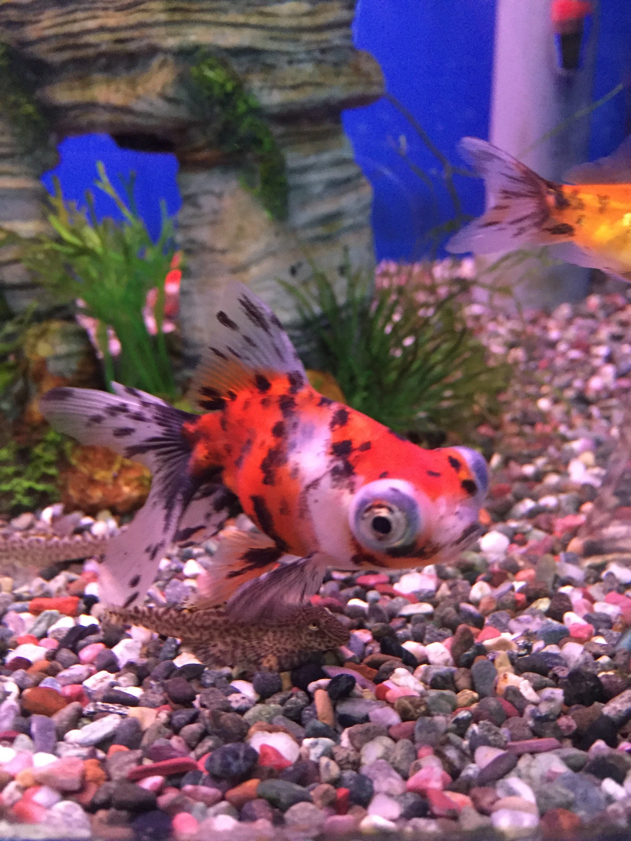 bubble eye goldfish swimming