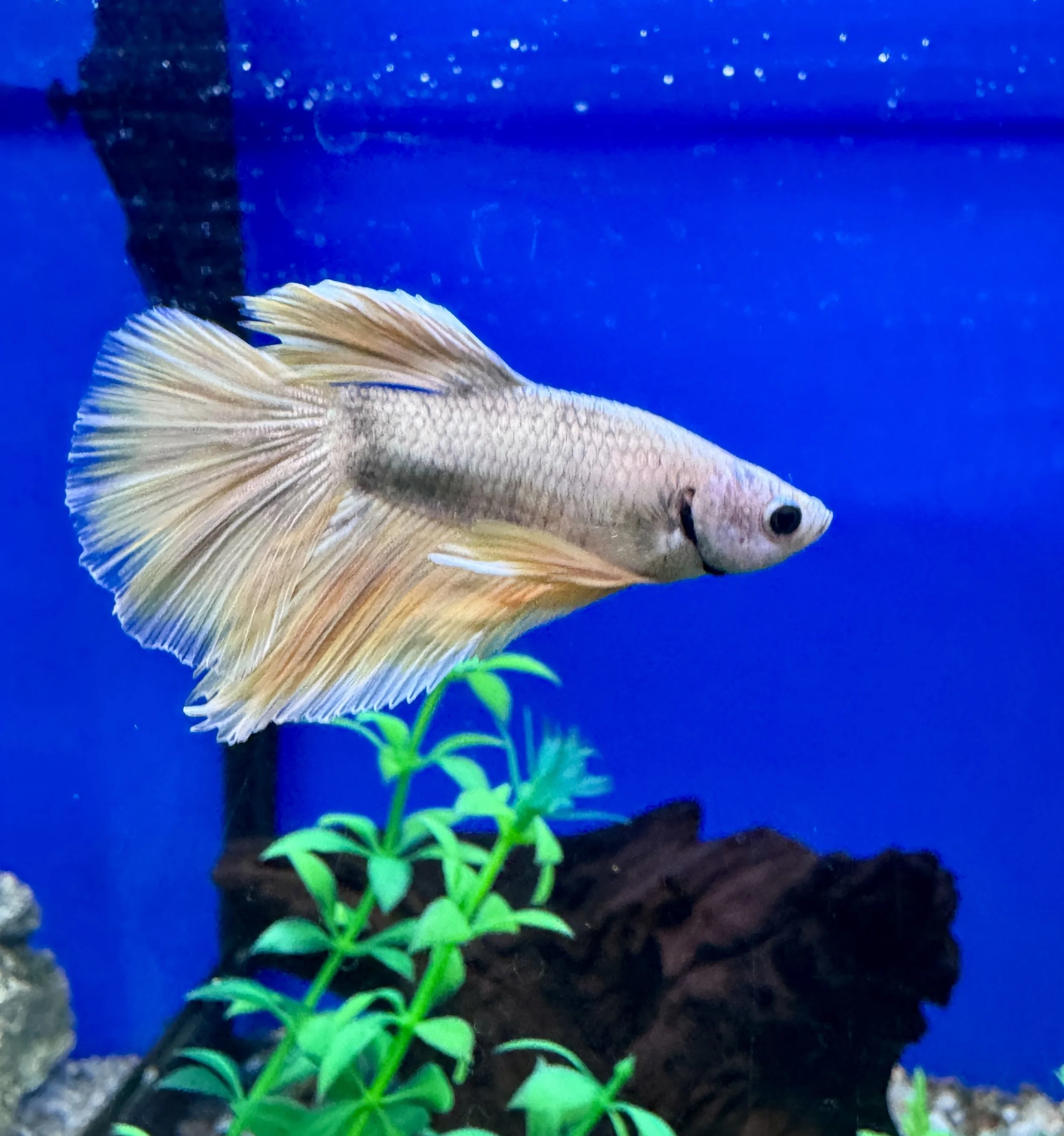 yellow betta