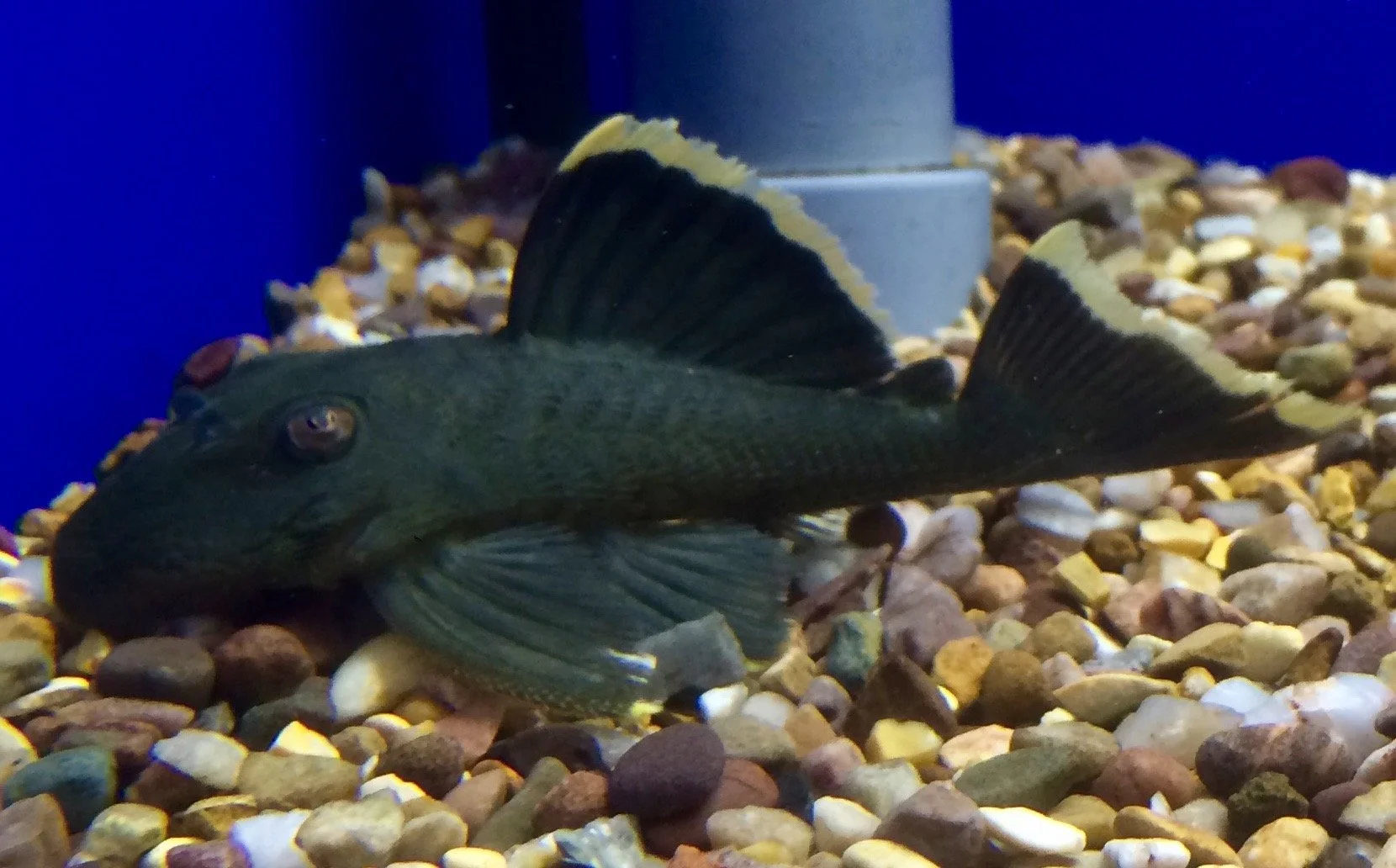 A dark-colored fish with prominent dorsal fin resting on a gravel bottom in an aquarium setting, with a blue background and a gray pipe-like structure in the background.
