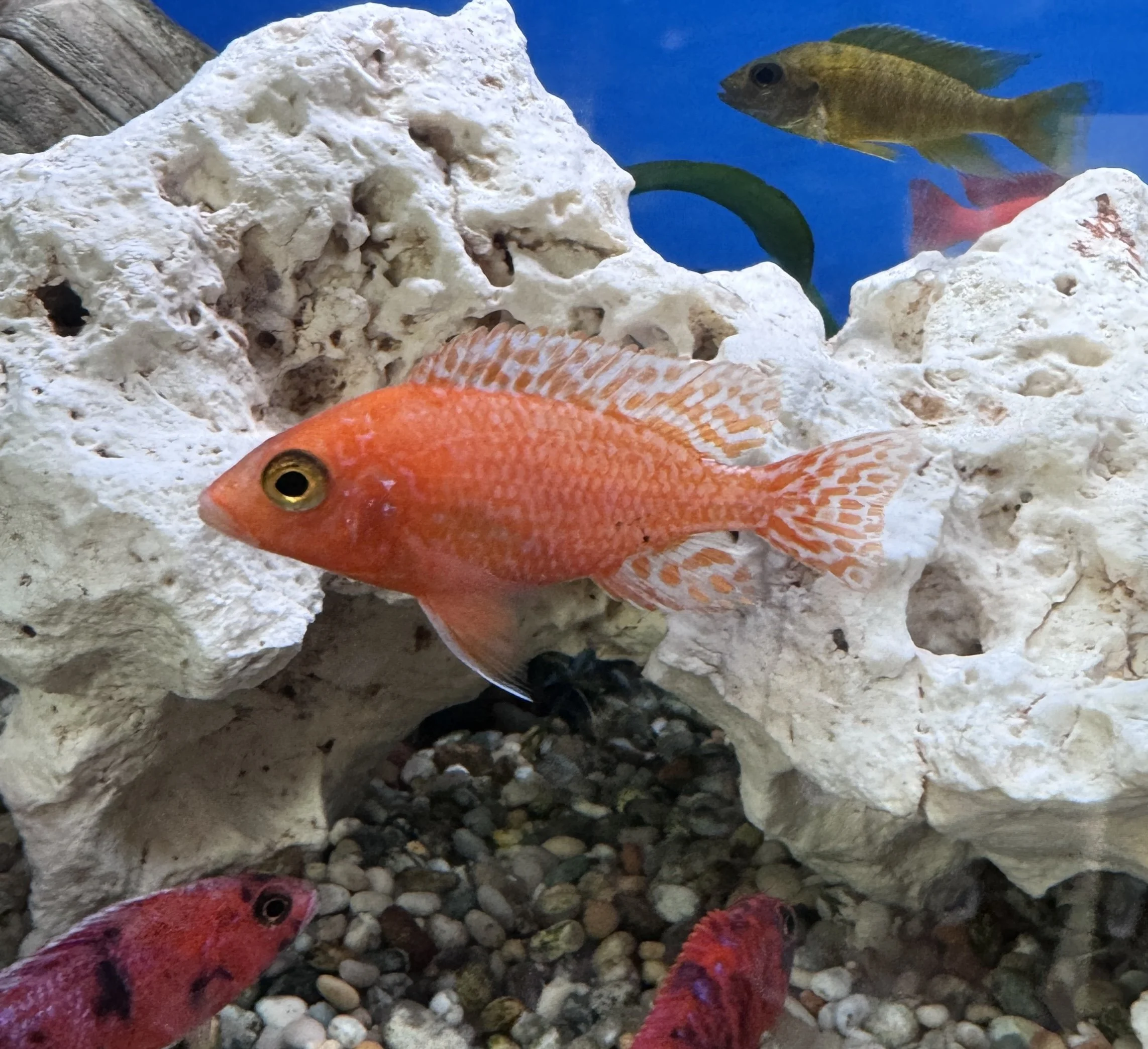 Malawi cichlid kent
